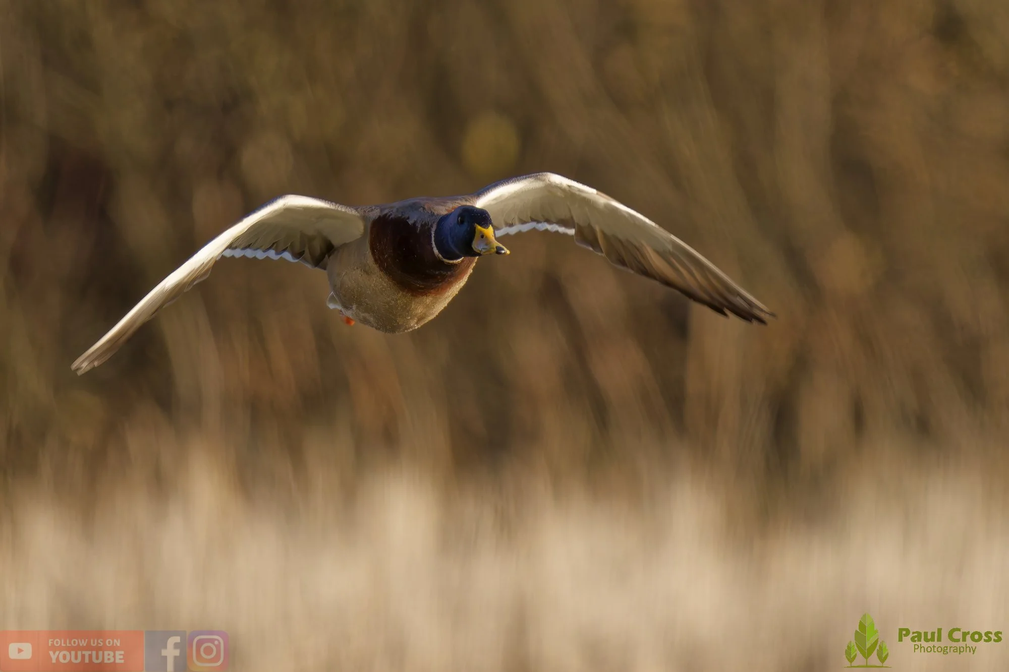 Mallard Duck-01188.jpg