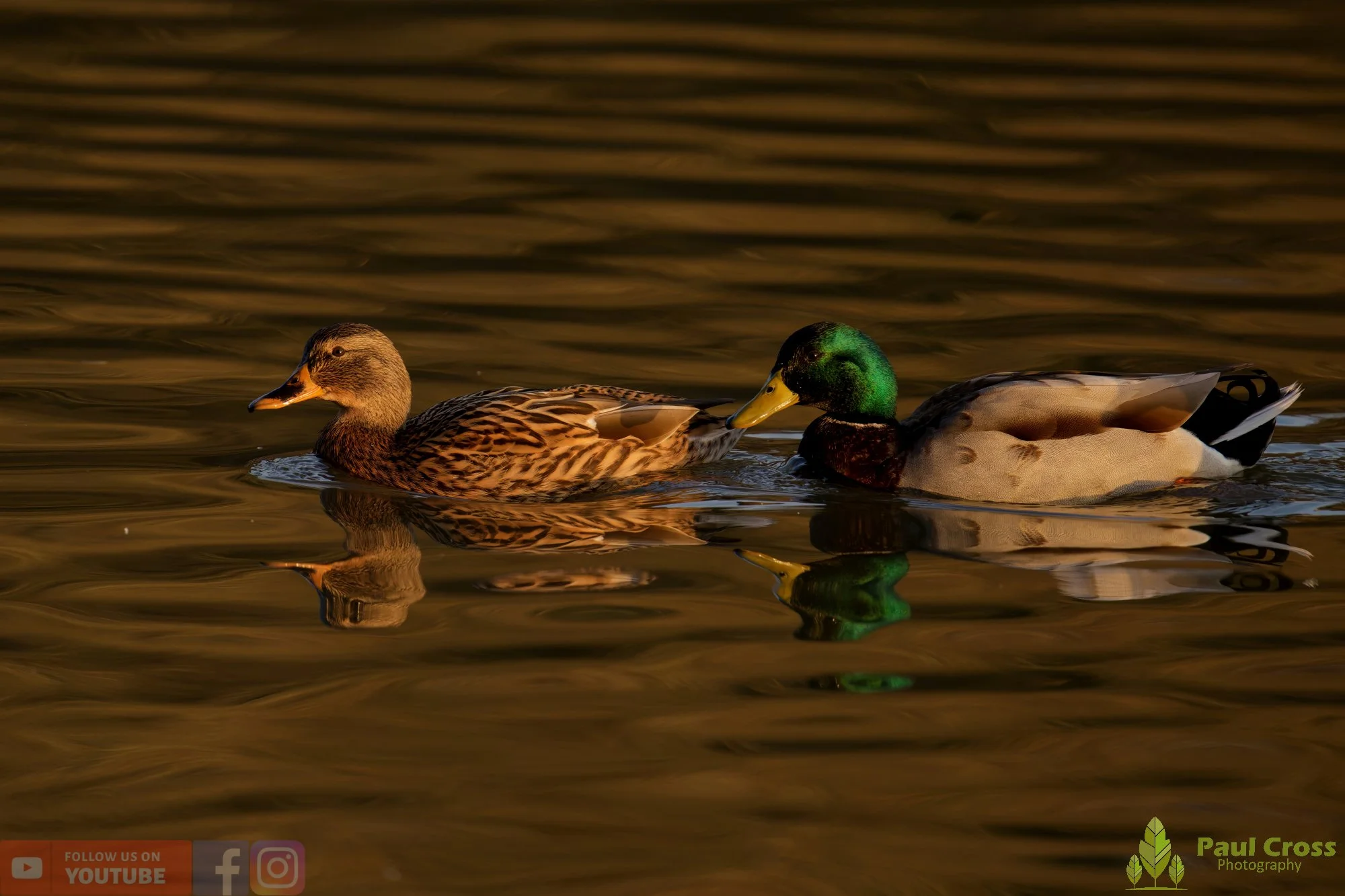 Mallard Duck-01190.jpg