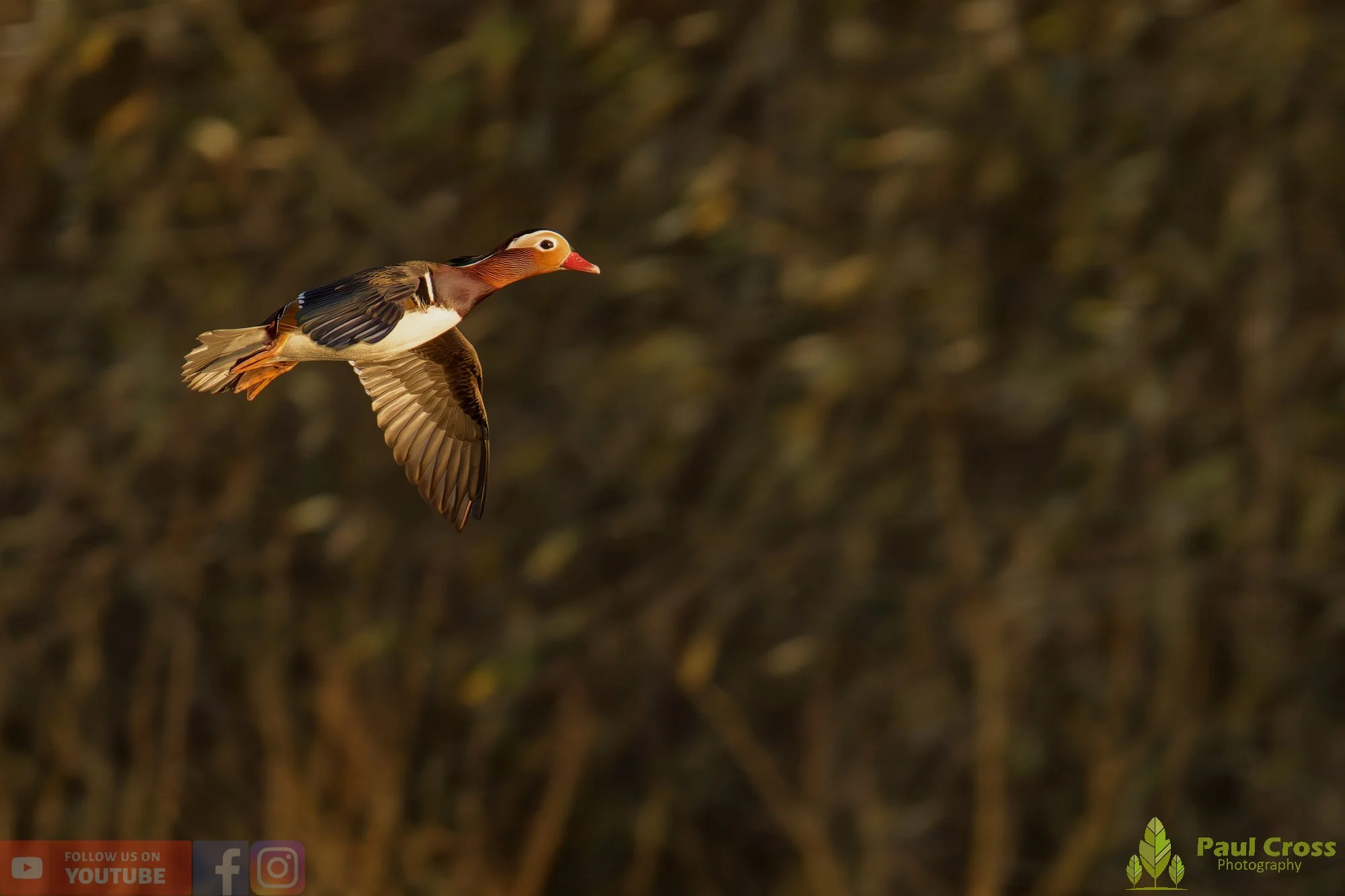 Mandarin Duck-00102.jpg