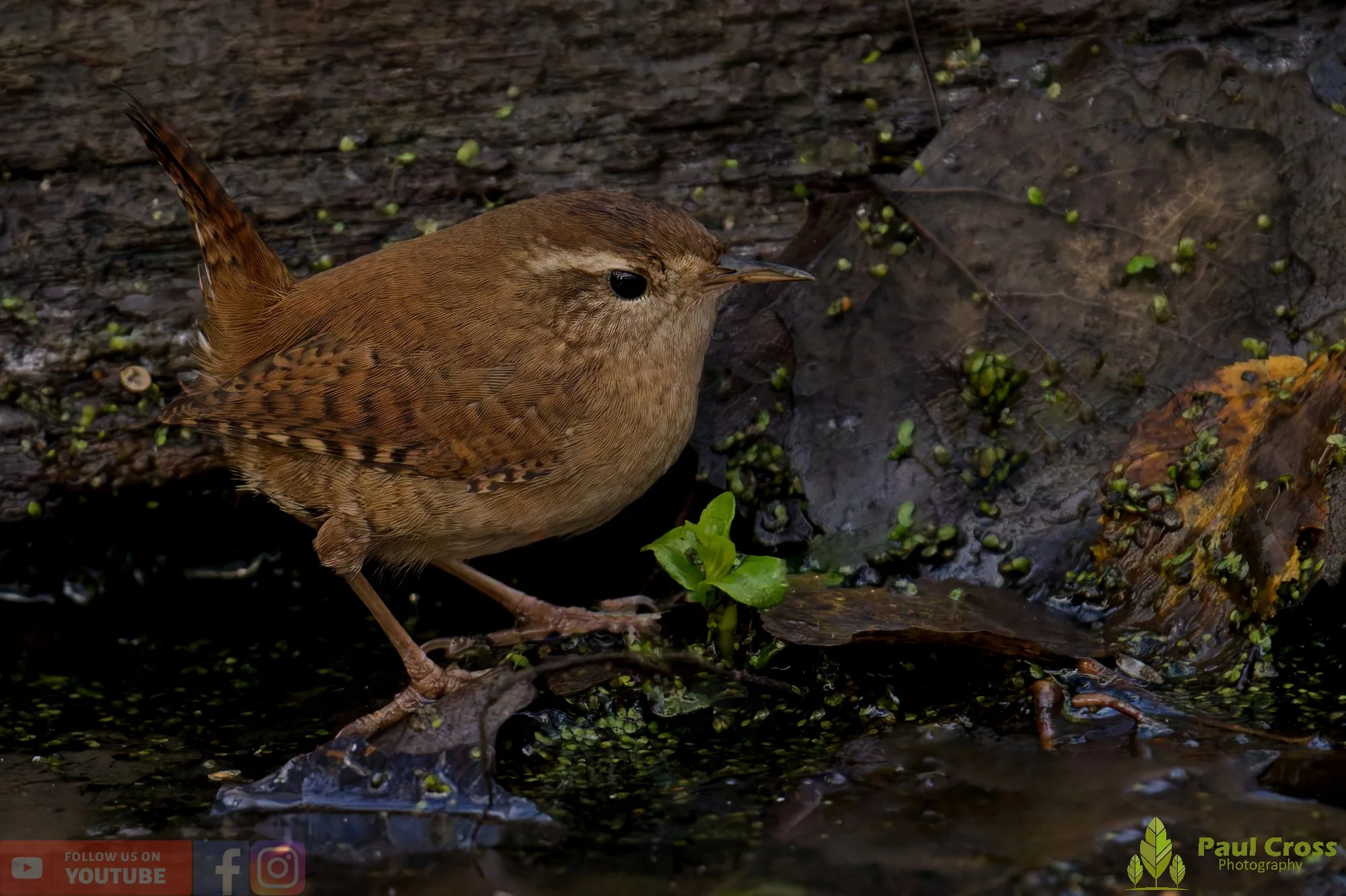 Wren-00483.jpg