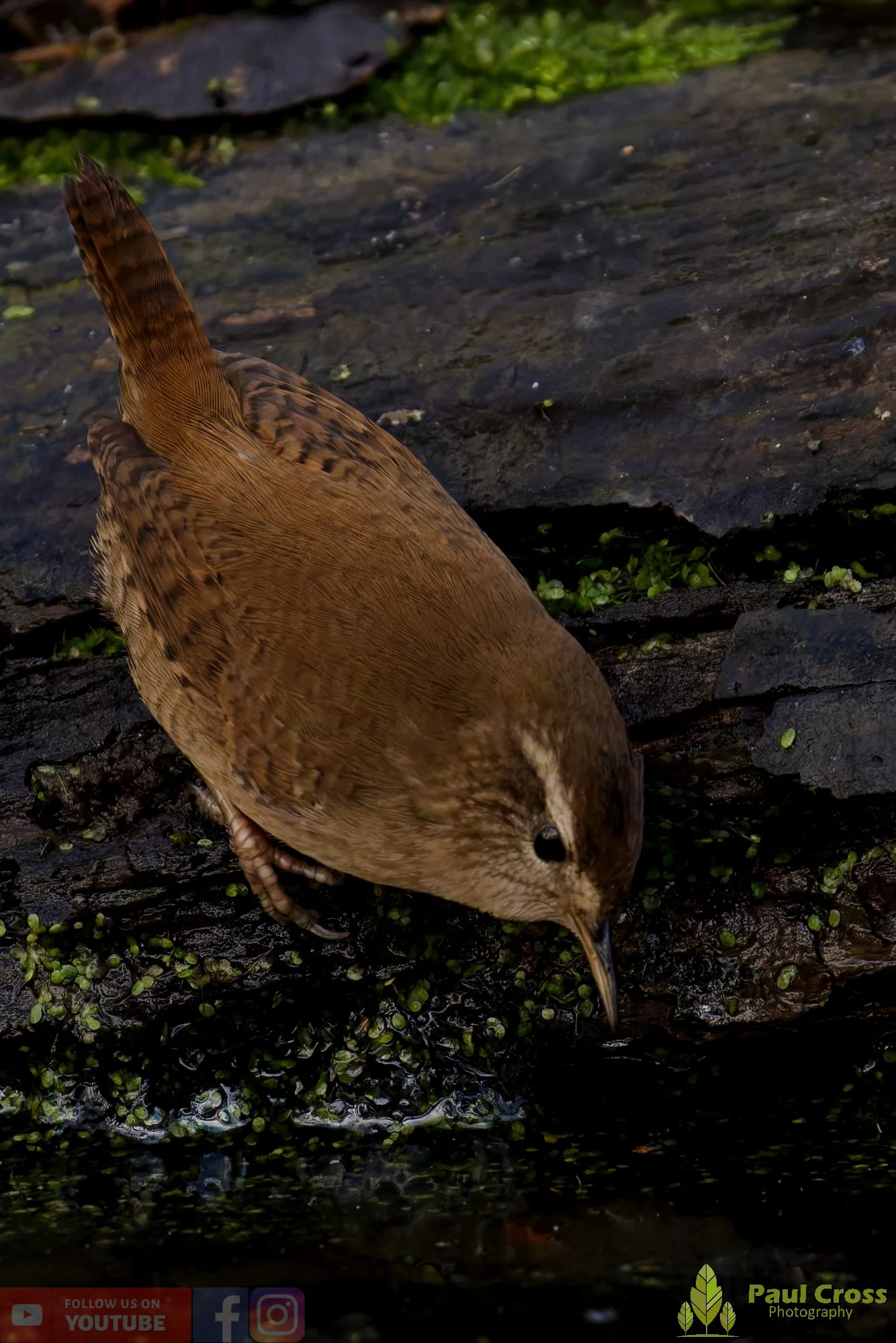 Wren-00484.jpg
