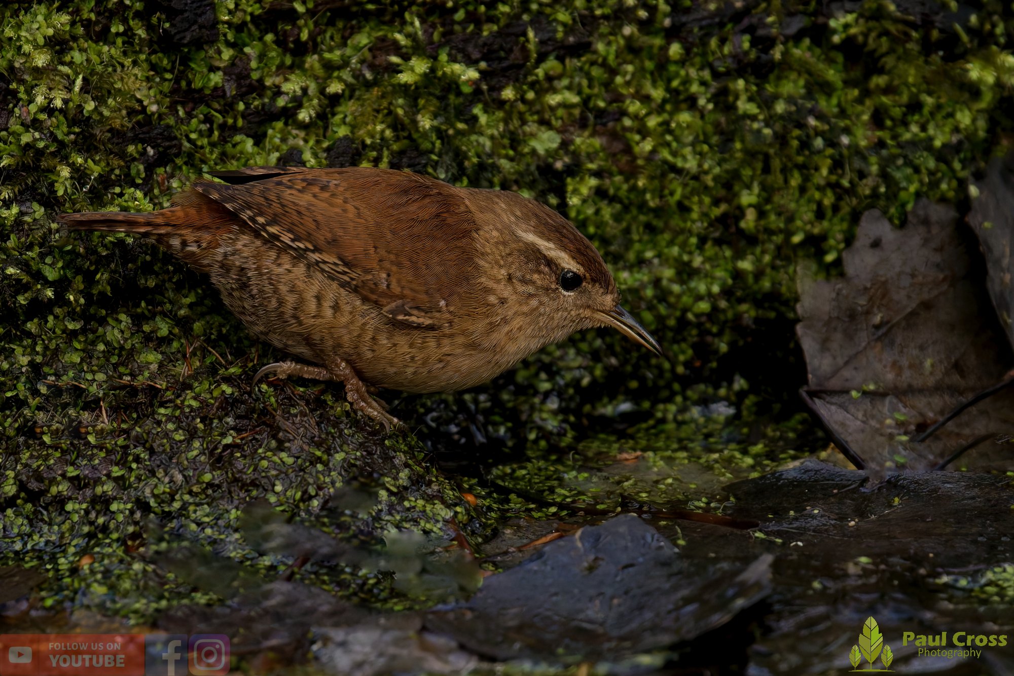 Wren-00491.jpg