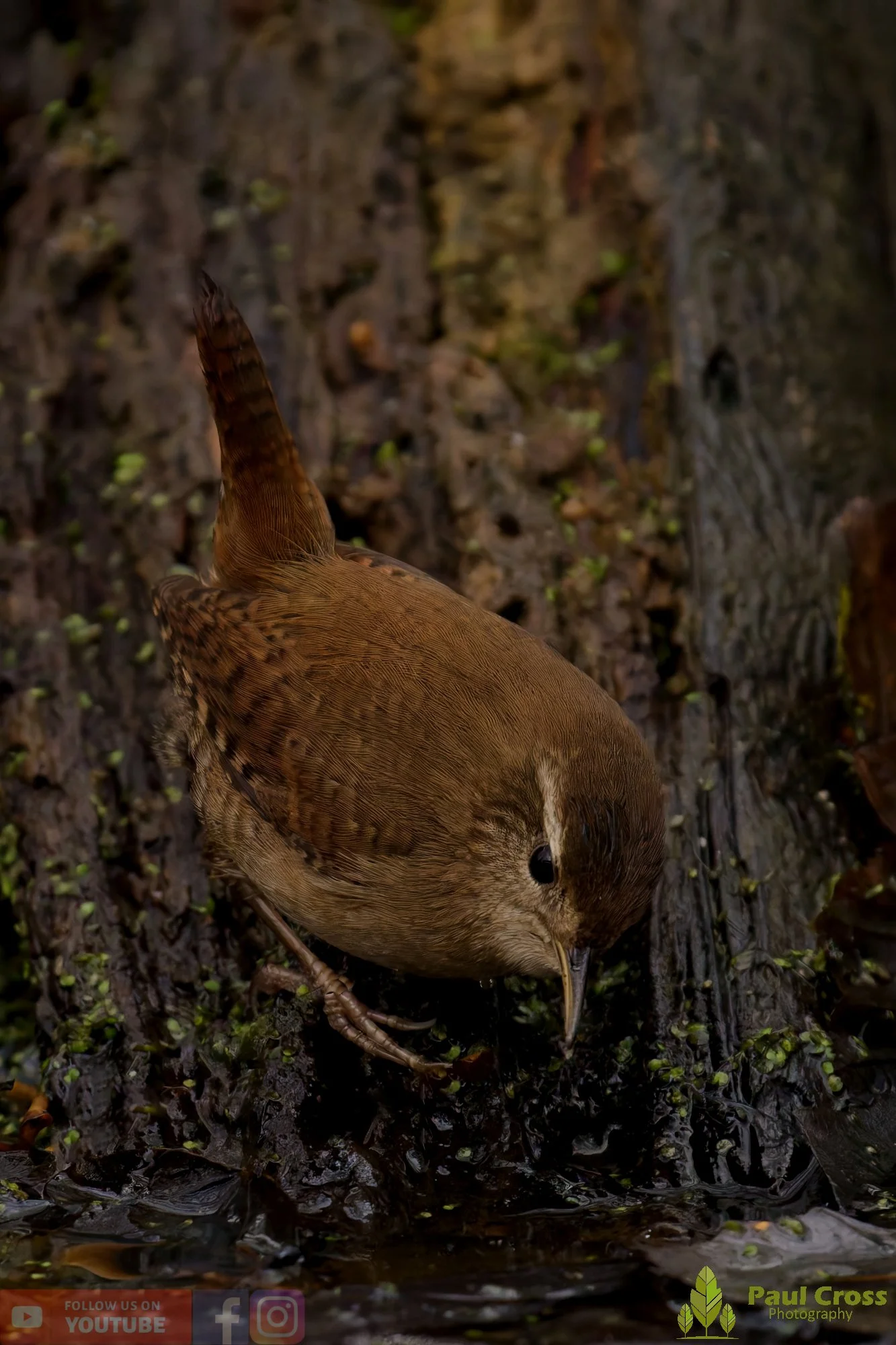 Wren-00496.jpg