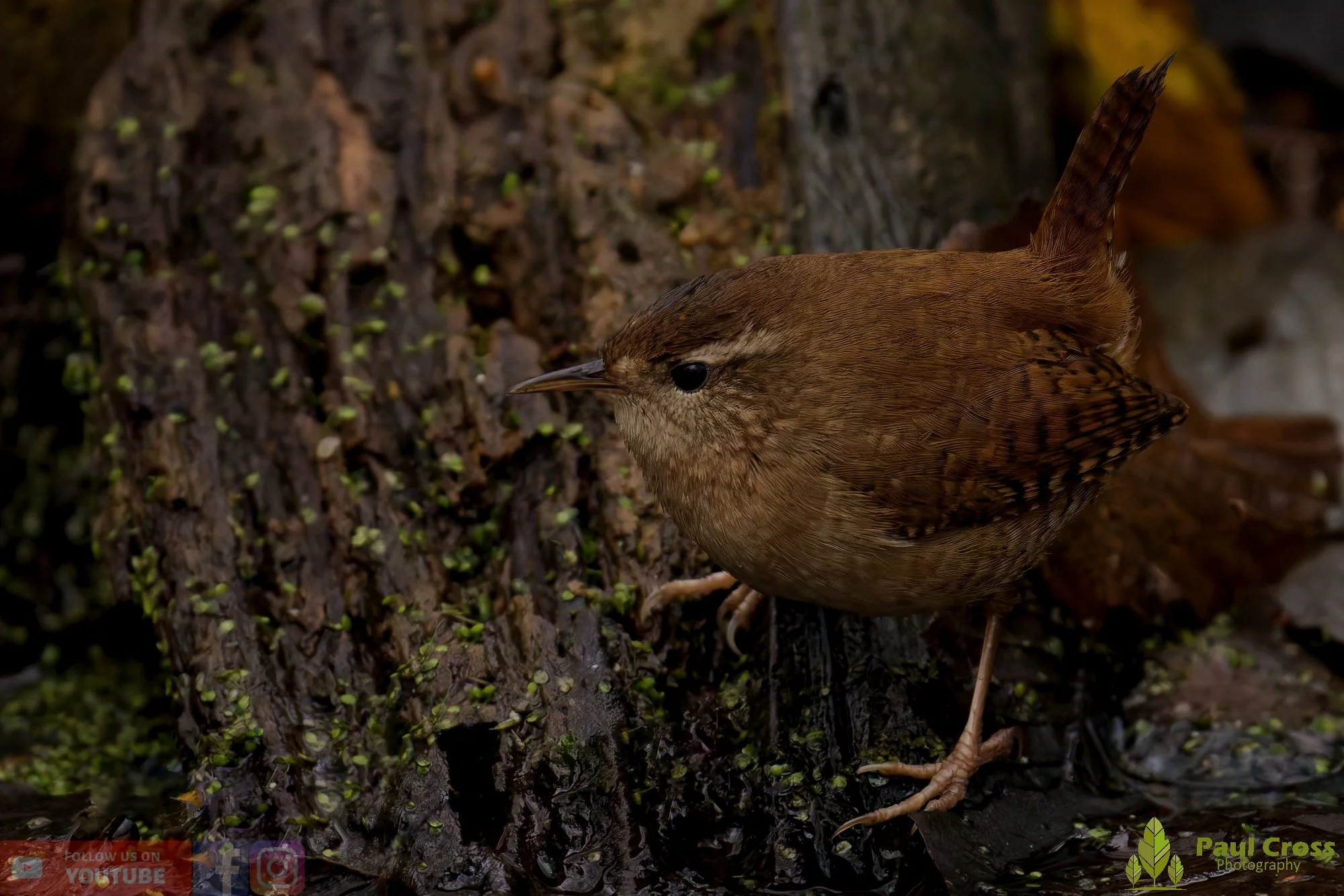 Wren-00499.jpg