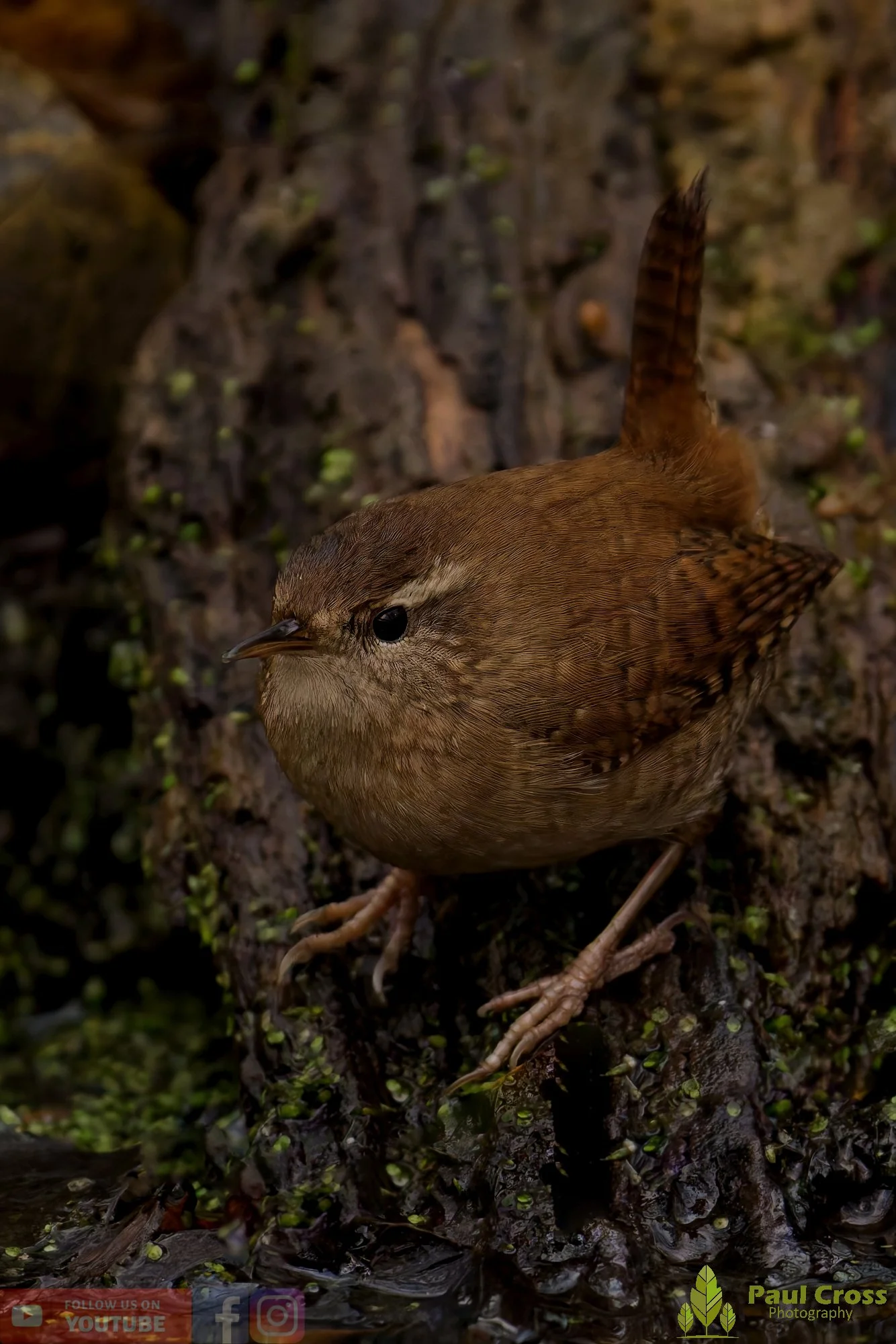 Wren-00500.jpg