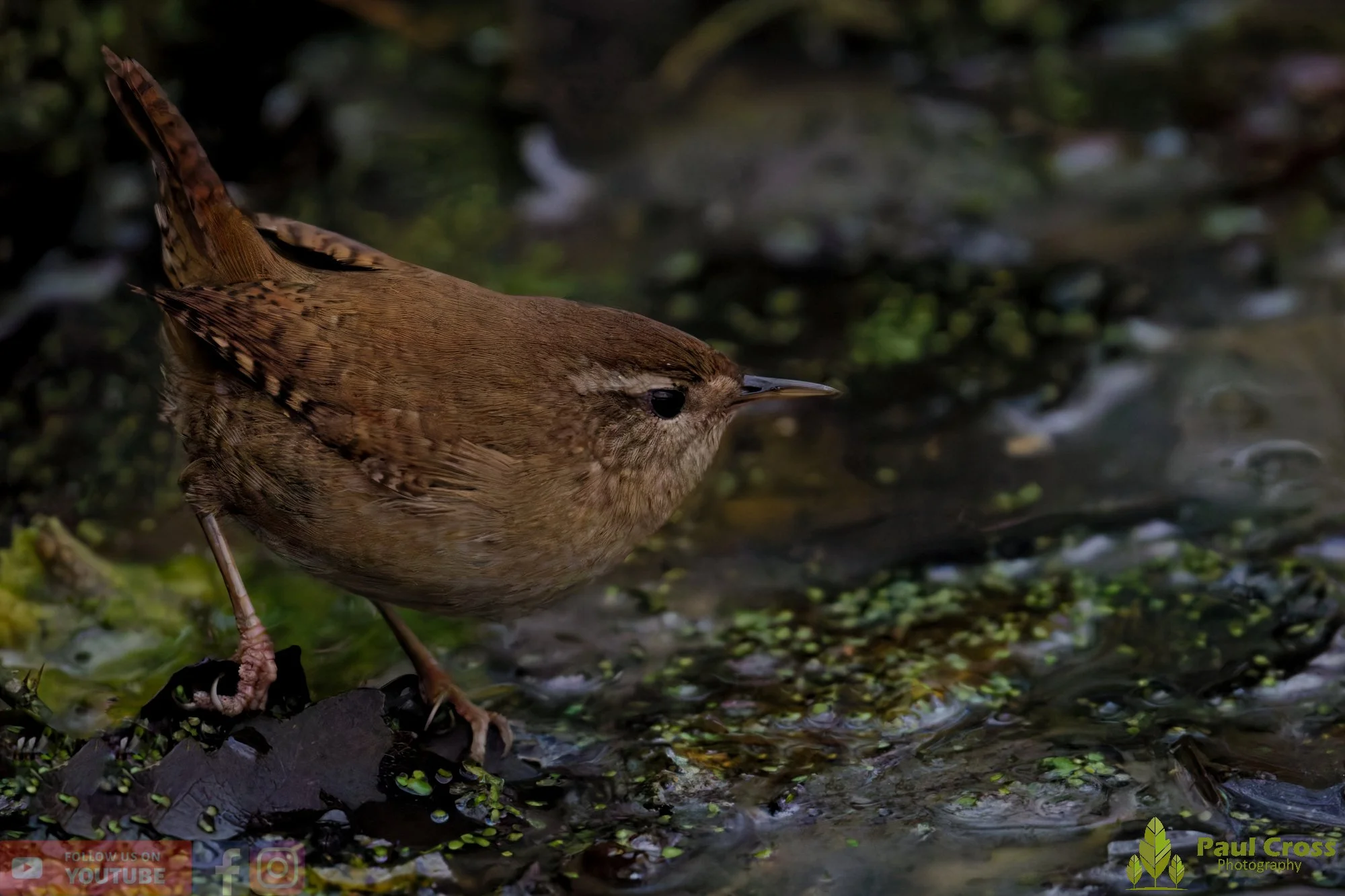 Wren-00501.jpg
