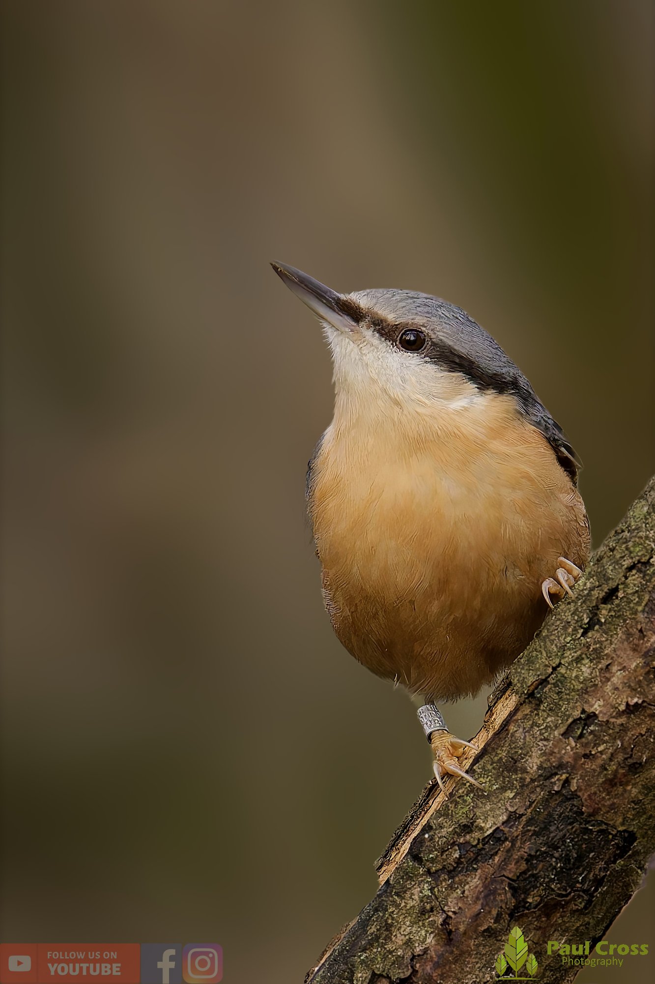 Nuthatch-00244.jpg