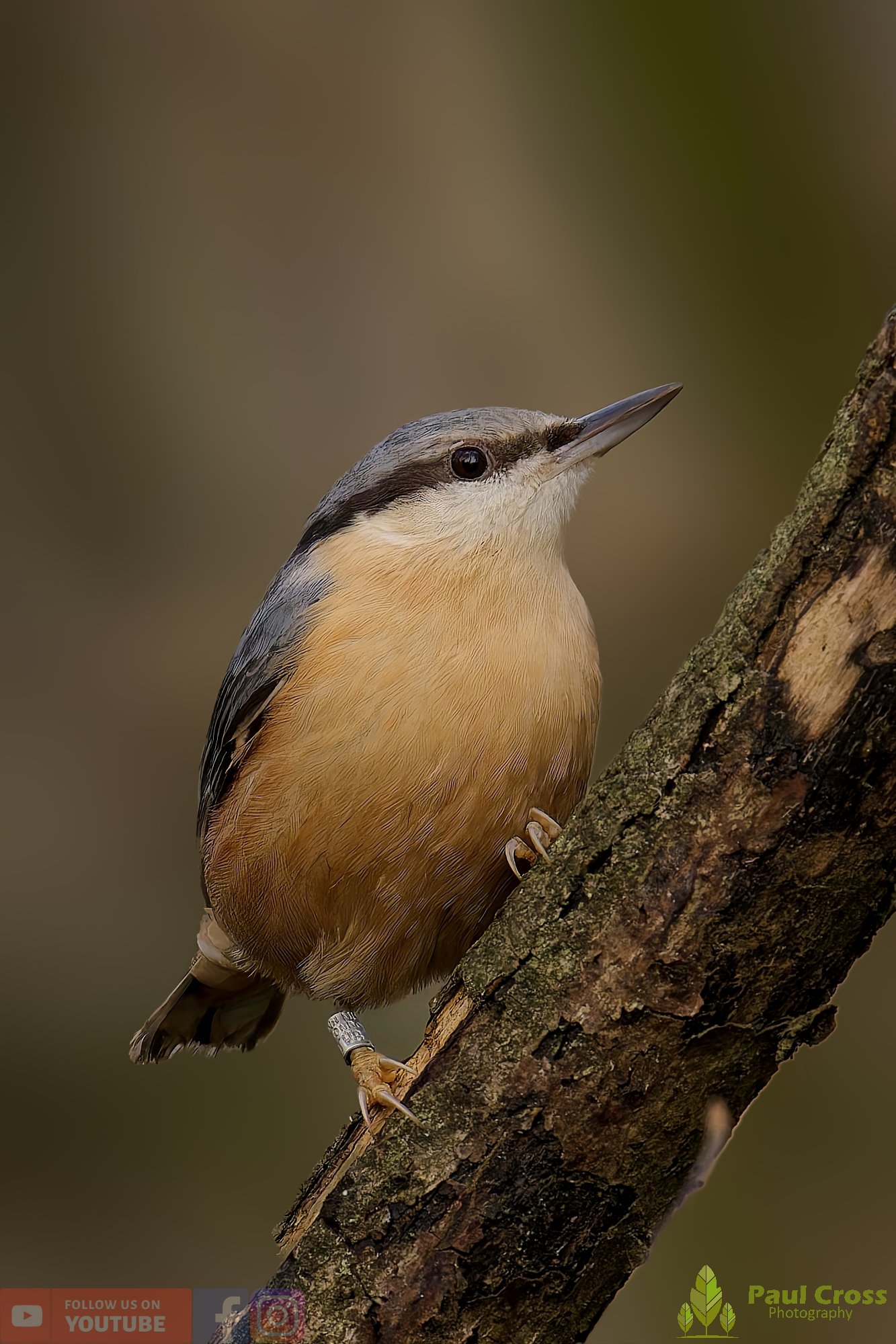 Nuthatch-00242.jpg