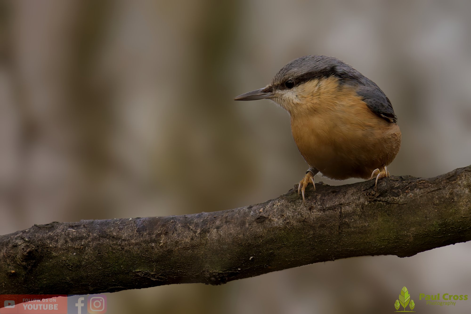 Nuthatch-00246.jpg