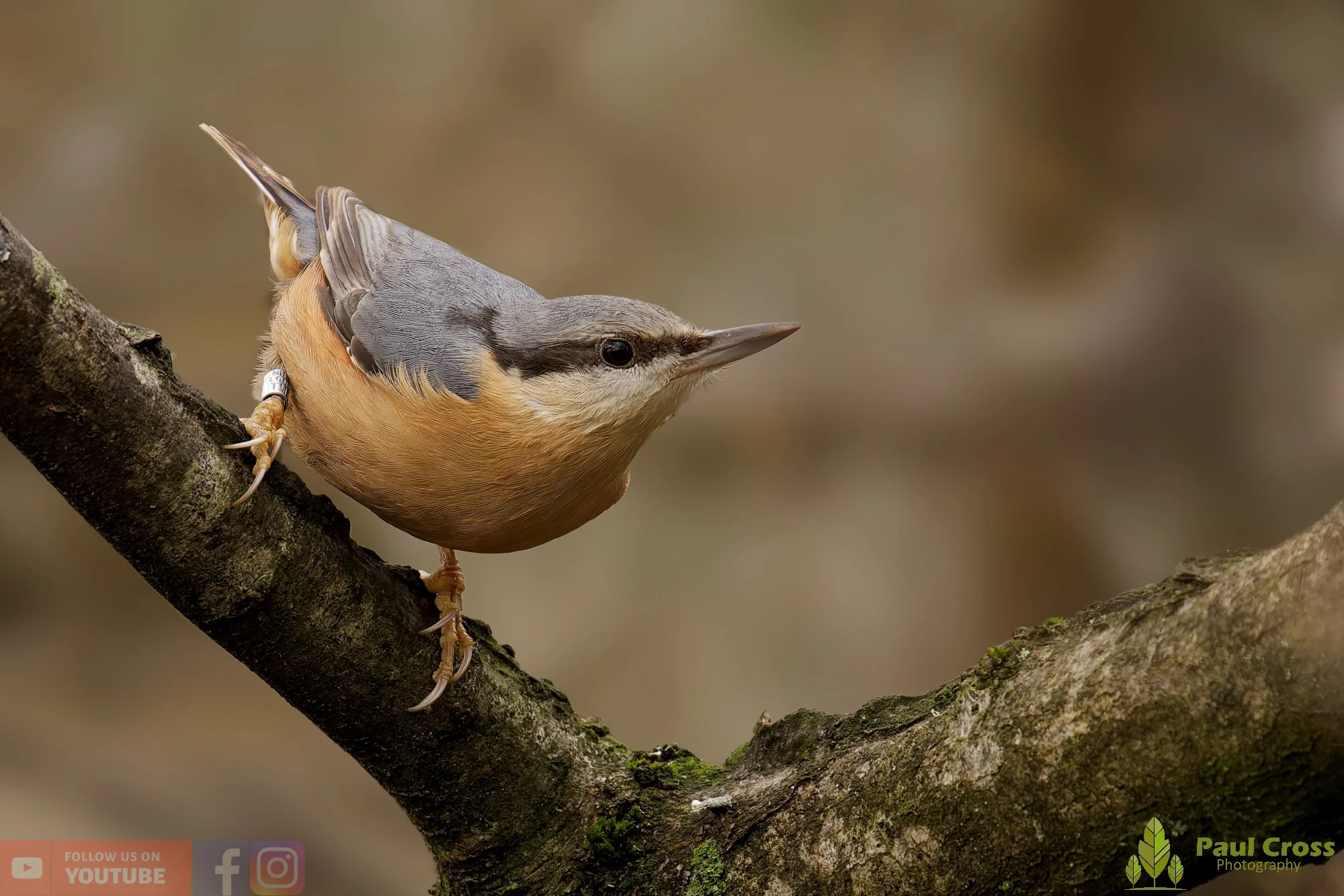 Nuthatch at Warnham Local Nature Reserve