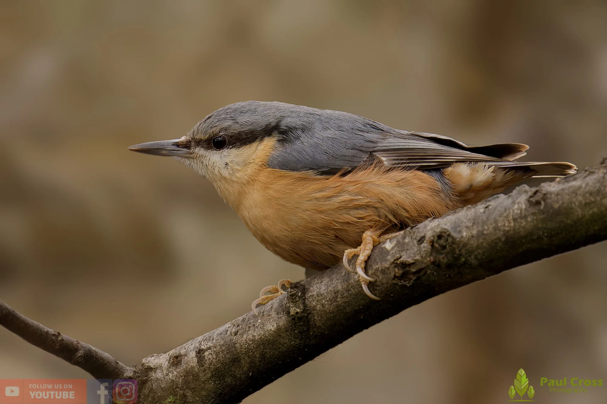 Nuthatch-00251.jpg