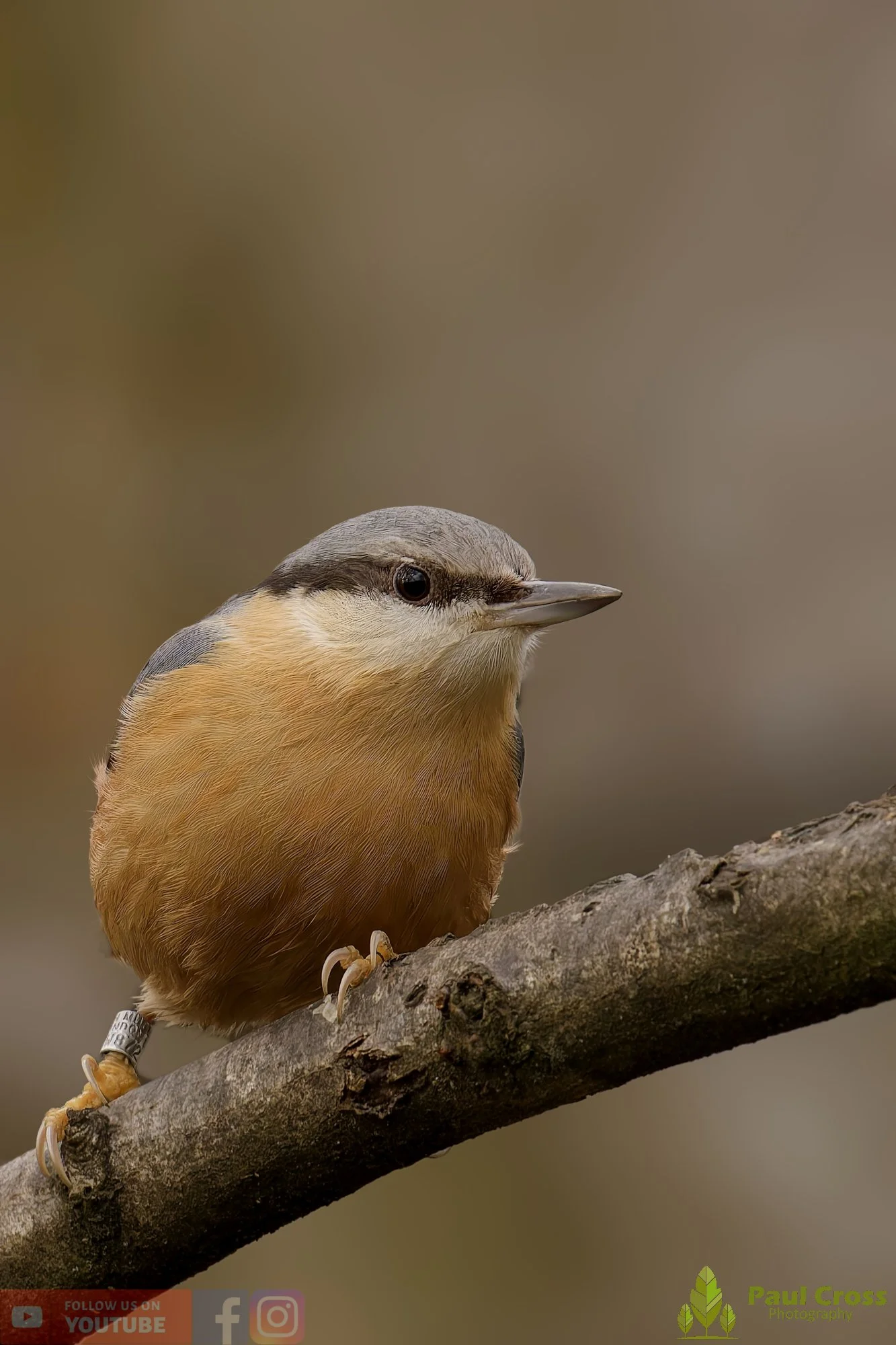 Nuthatch-00252.jpg
