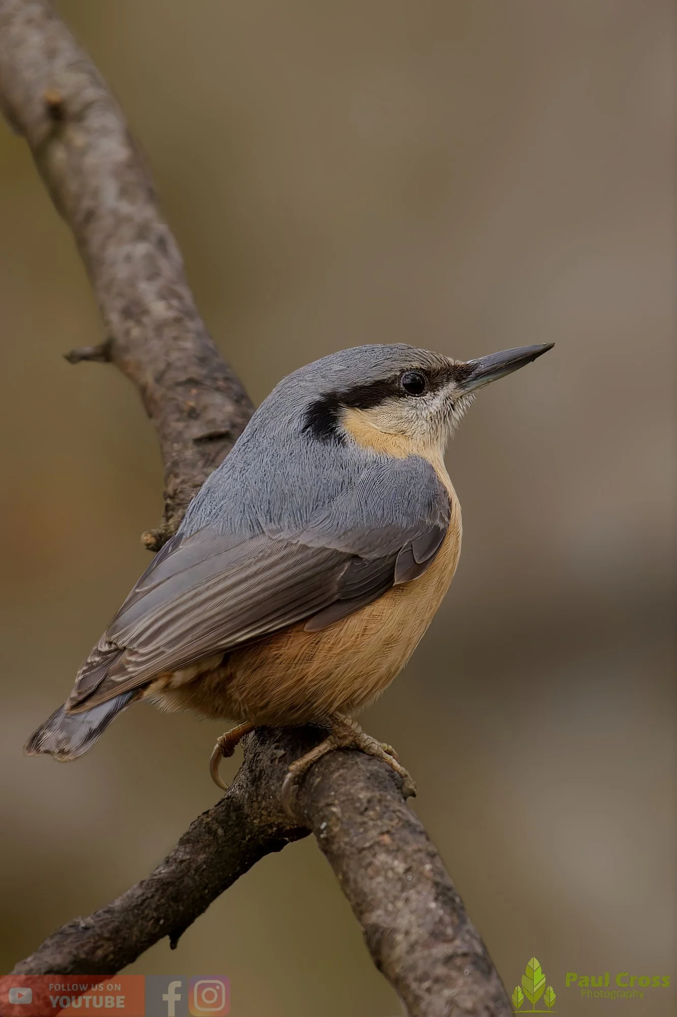 Nuthatch-00254.jpg
