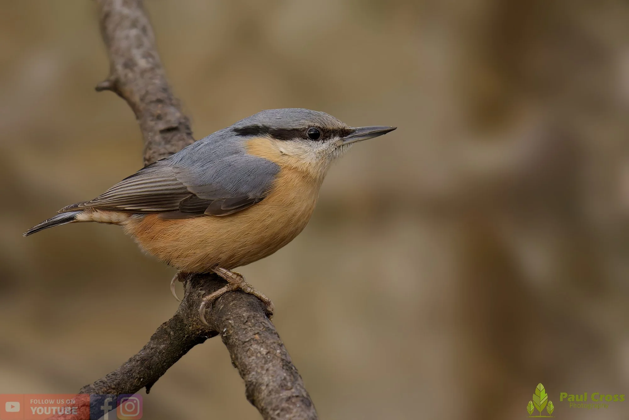 Nuthatch-00256.jpg