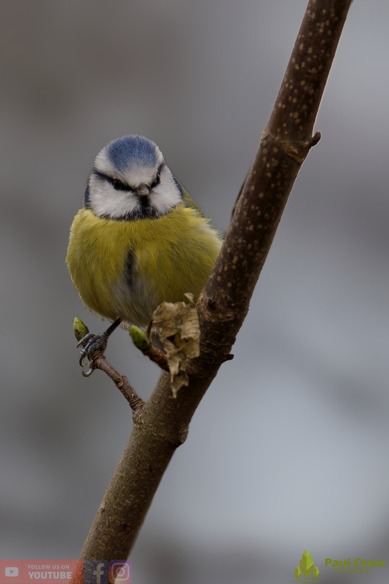 Blue Tit-01032.jpg