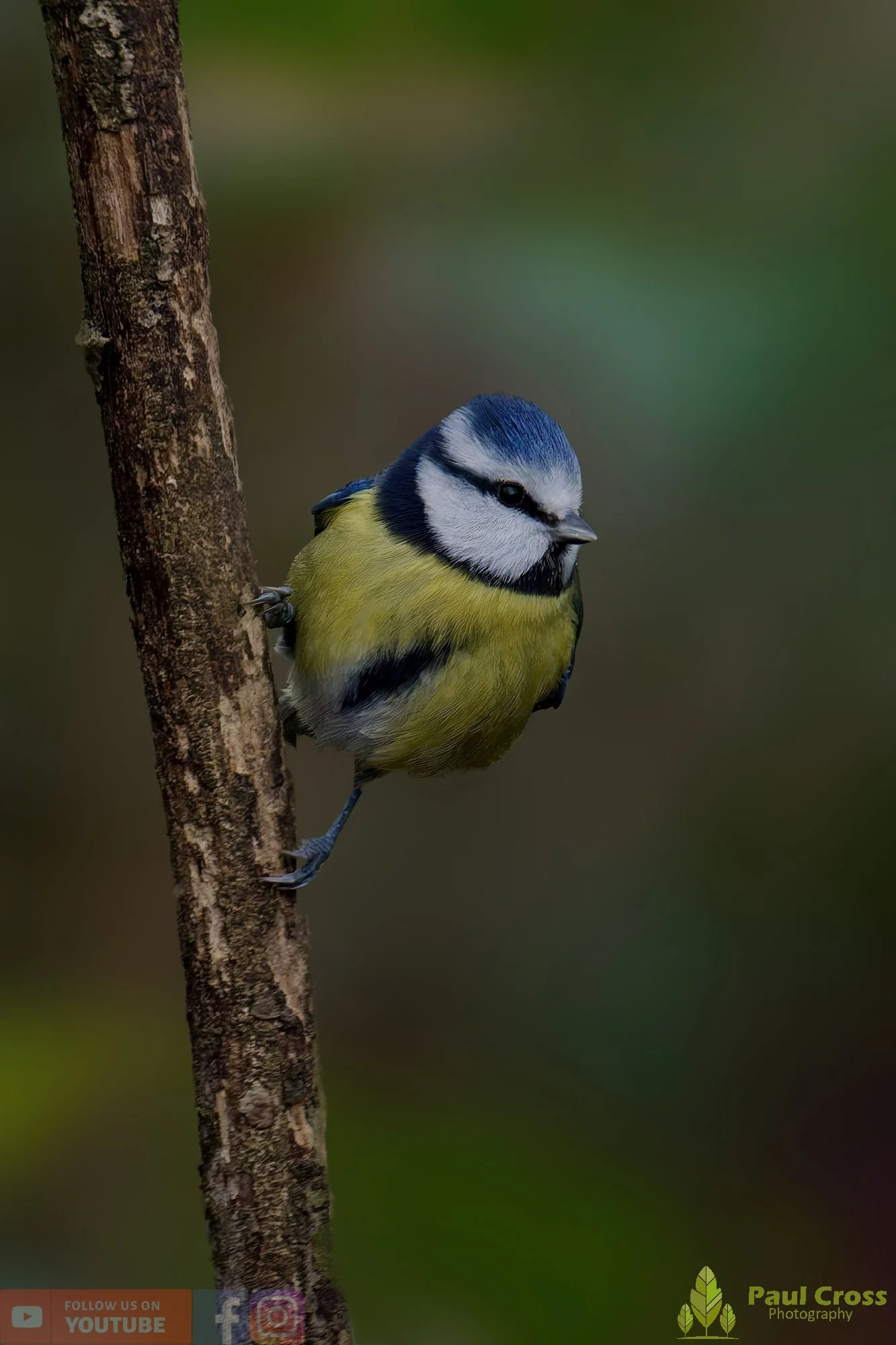 Blue Tit-01035.jpg