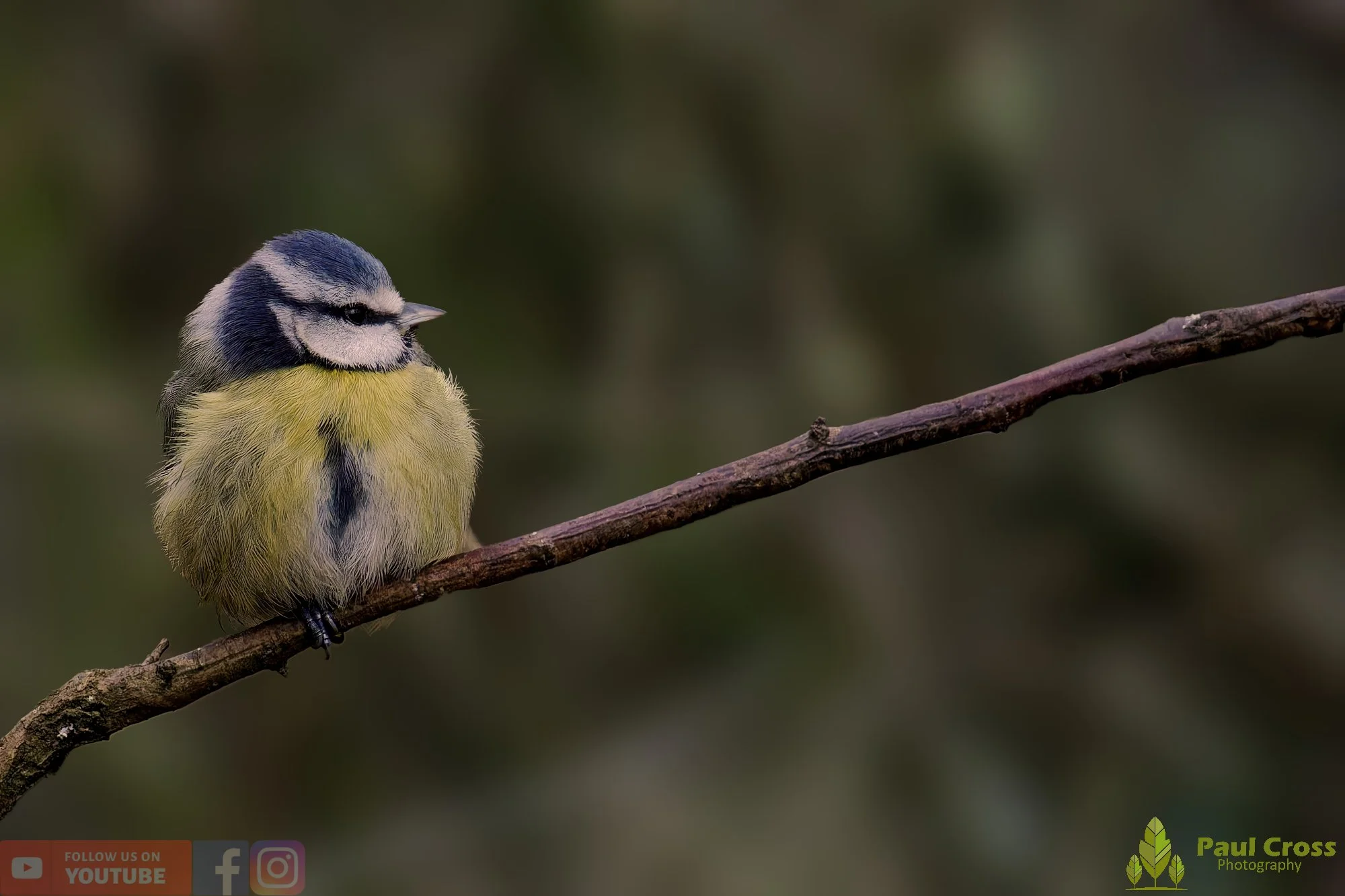 Blue Tit-01036.jpg