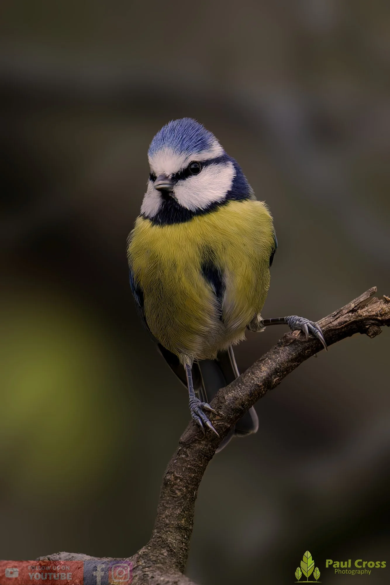 Blue Tit-01037.jpg