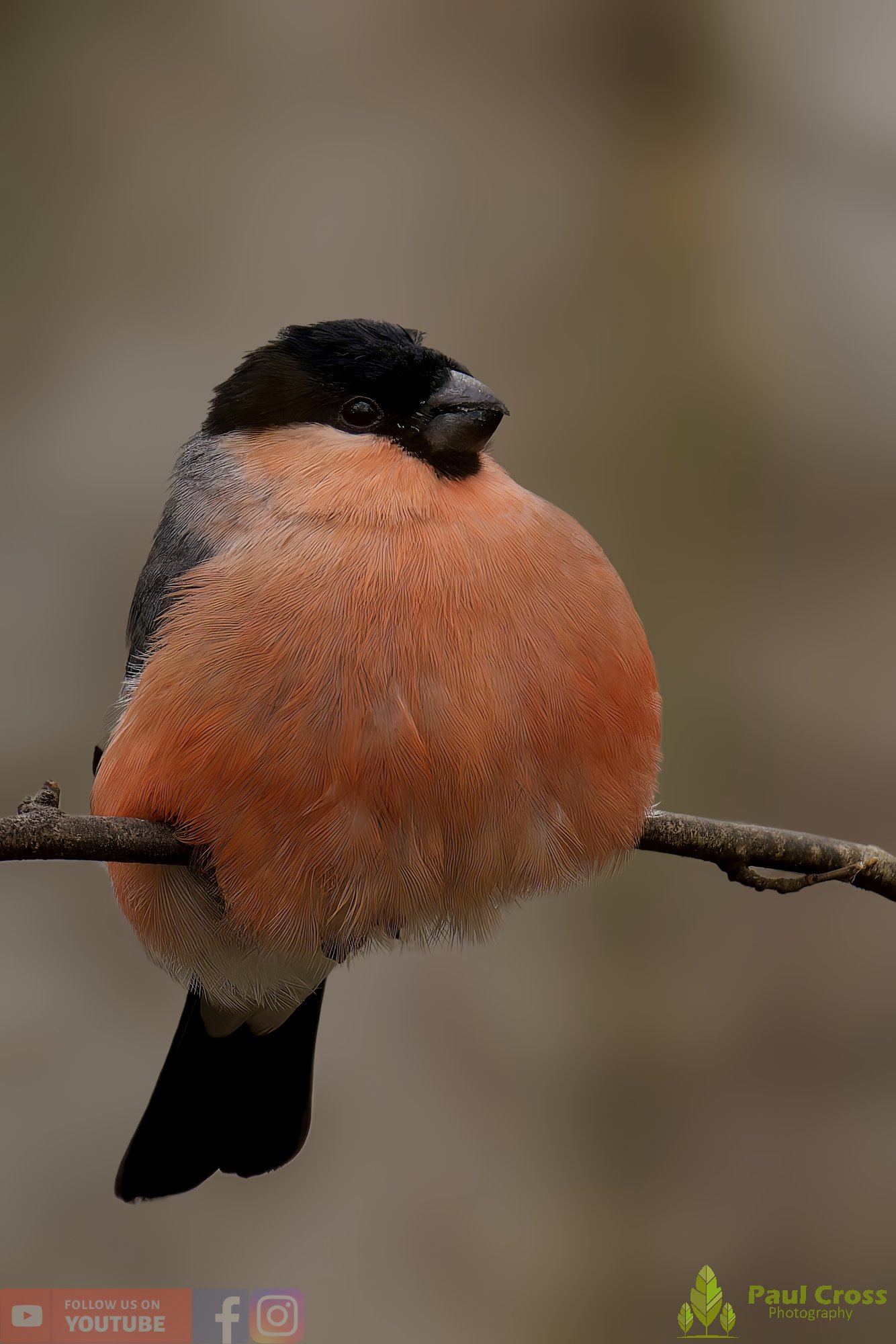 Bullfinch-00071.jpg