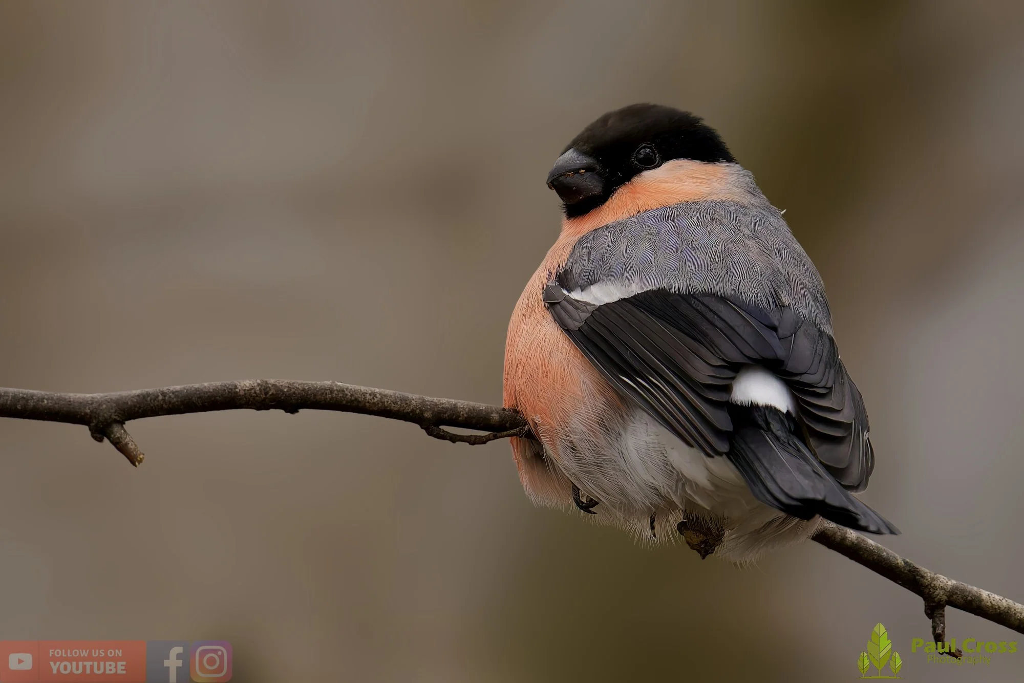 Bullfinch-00072.jpg