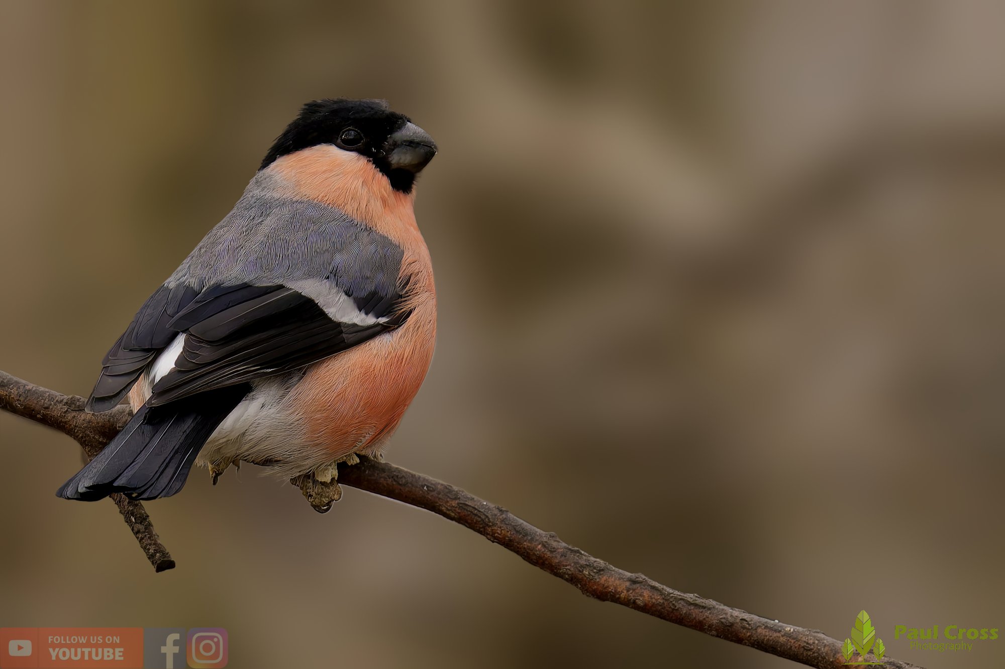 Bullfinch-00073.jpg