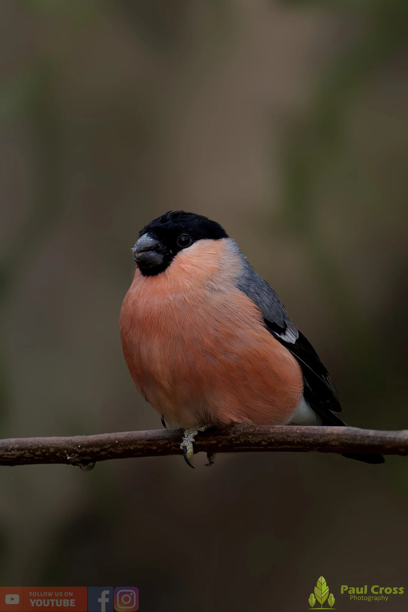 Bullfinch-00074.jpg