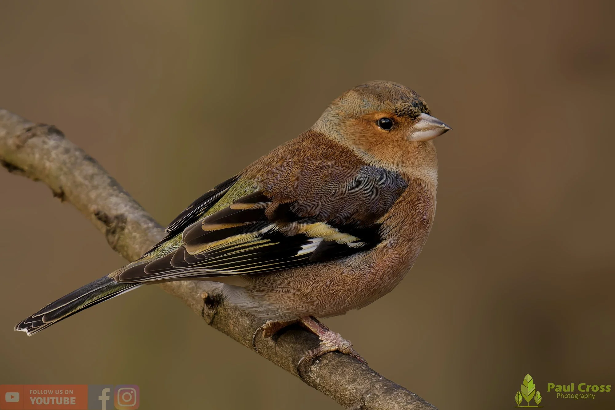 Chaffinch-00099.jpg