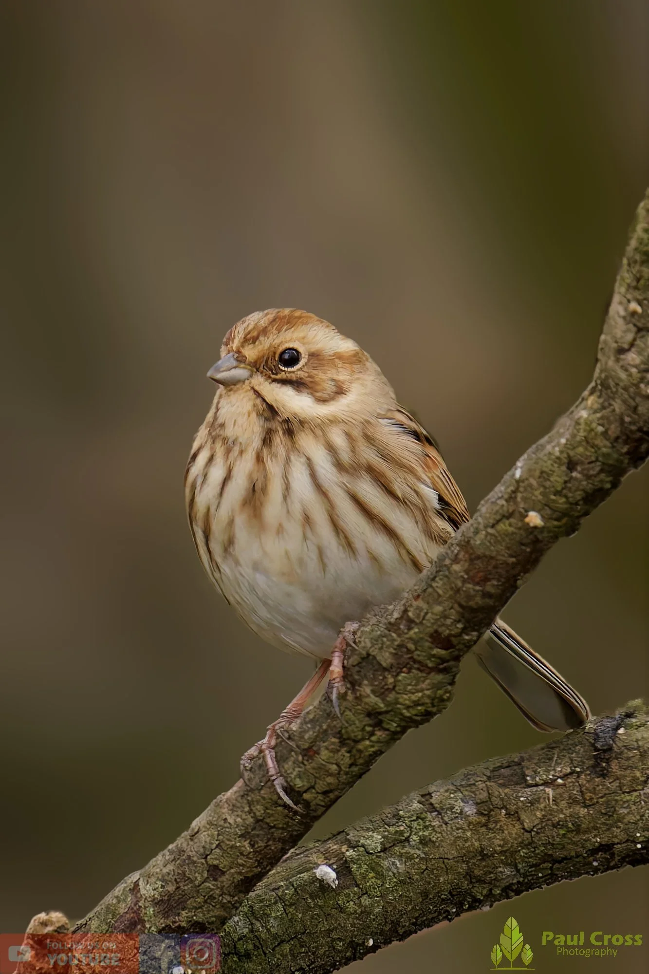 Common Reed Bunting-00063.jpg