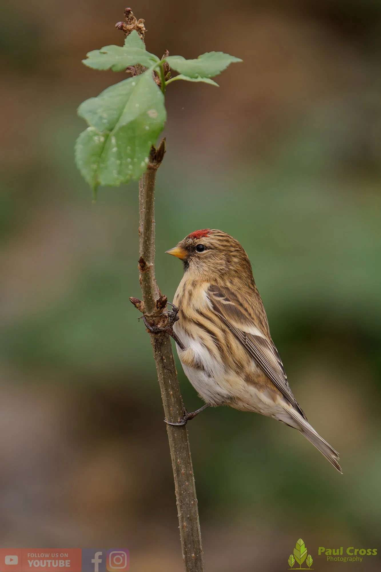 Common Repoll-00166.jpg