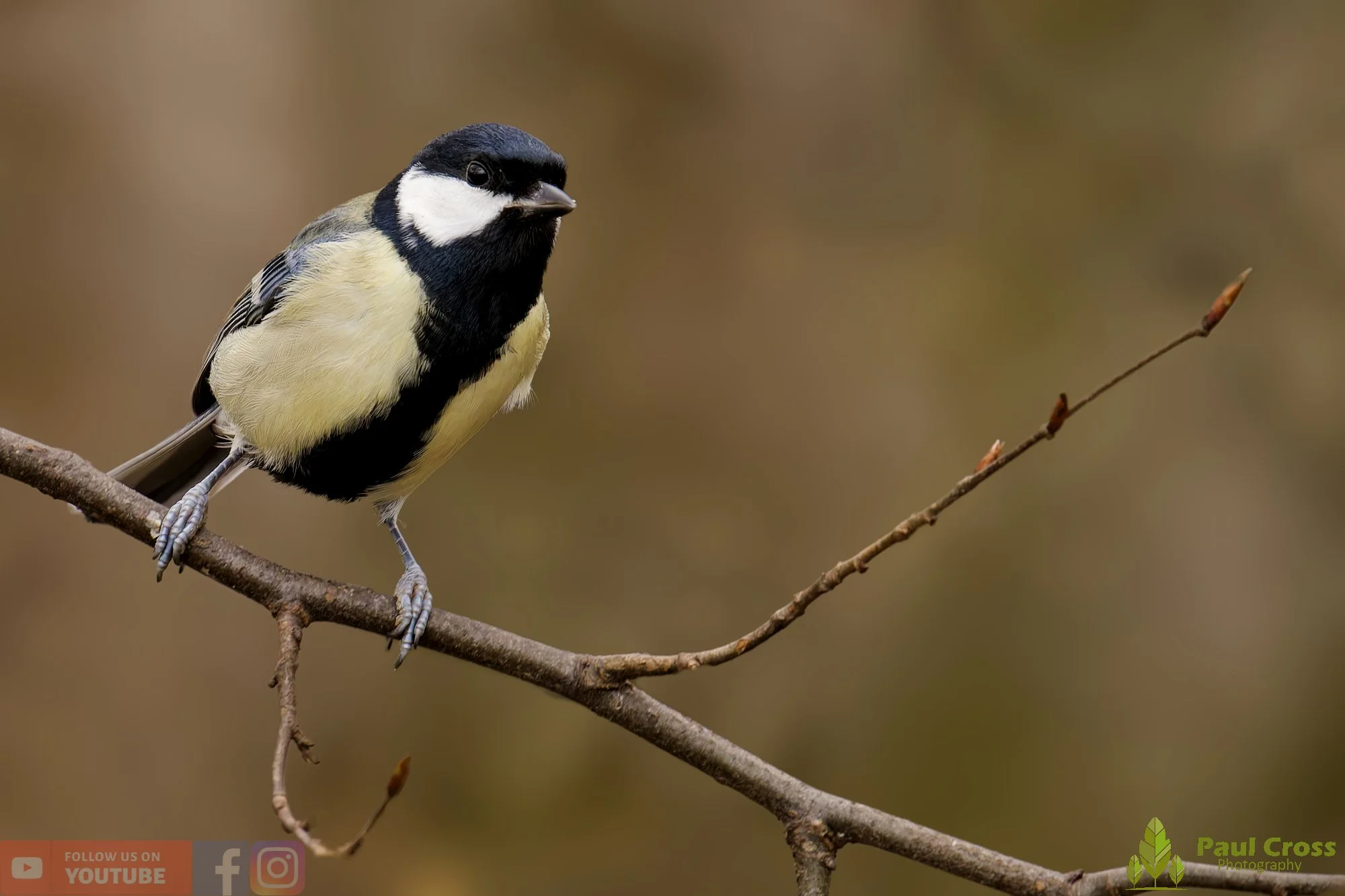 Great Tit-00325.jpg
