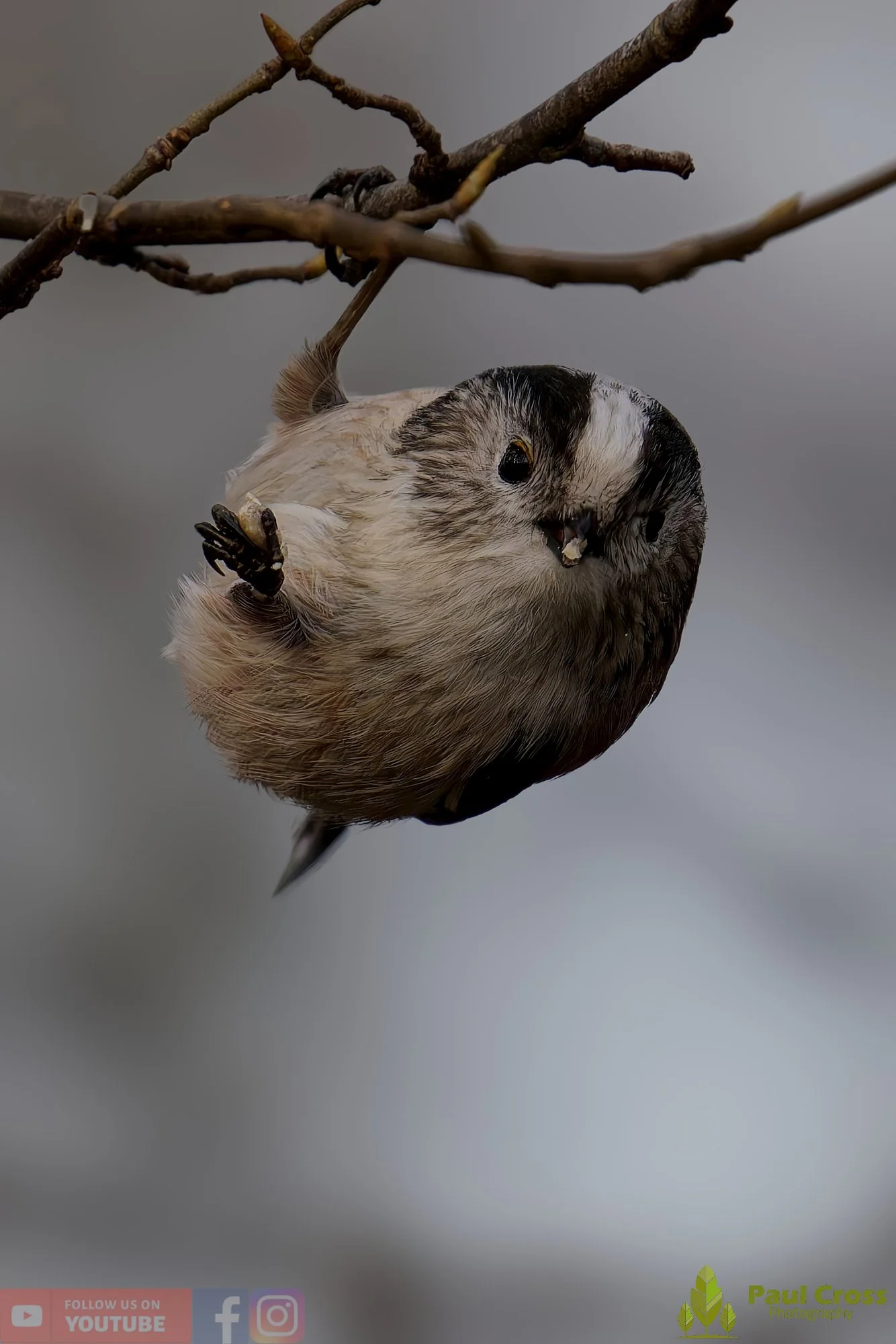 Long Tailed Tit-00326.jpg