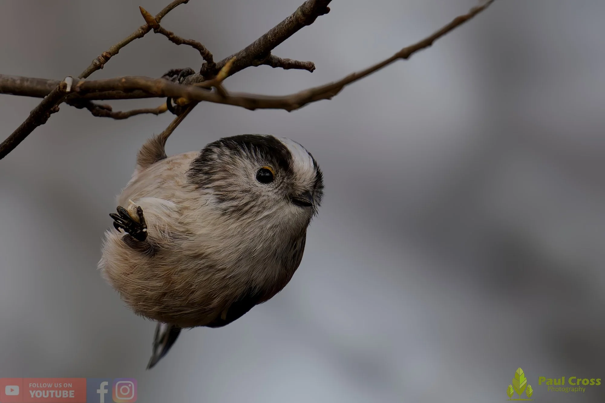 Long Tailed Tit-00327.jpg