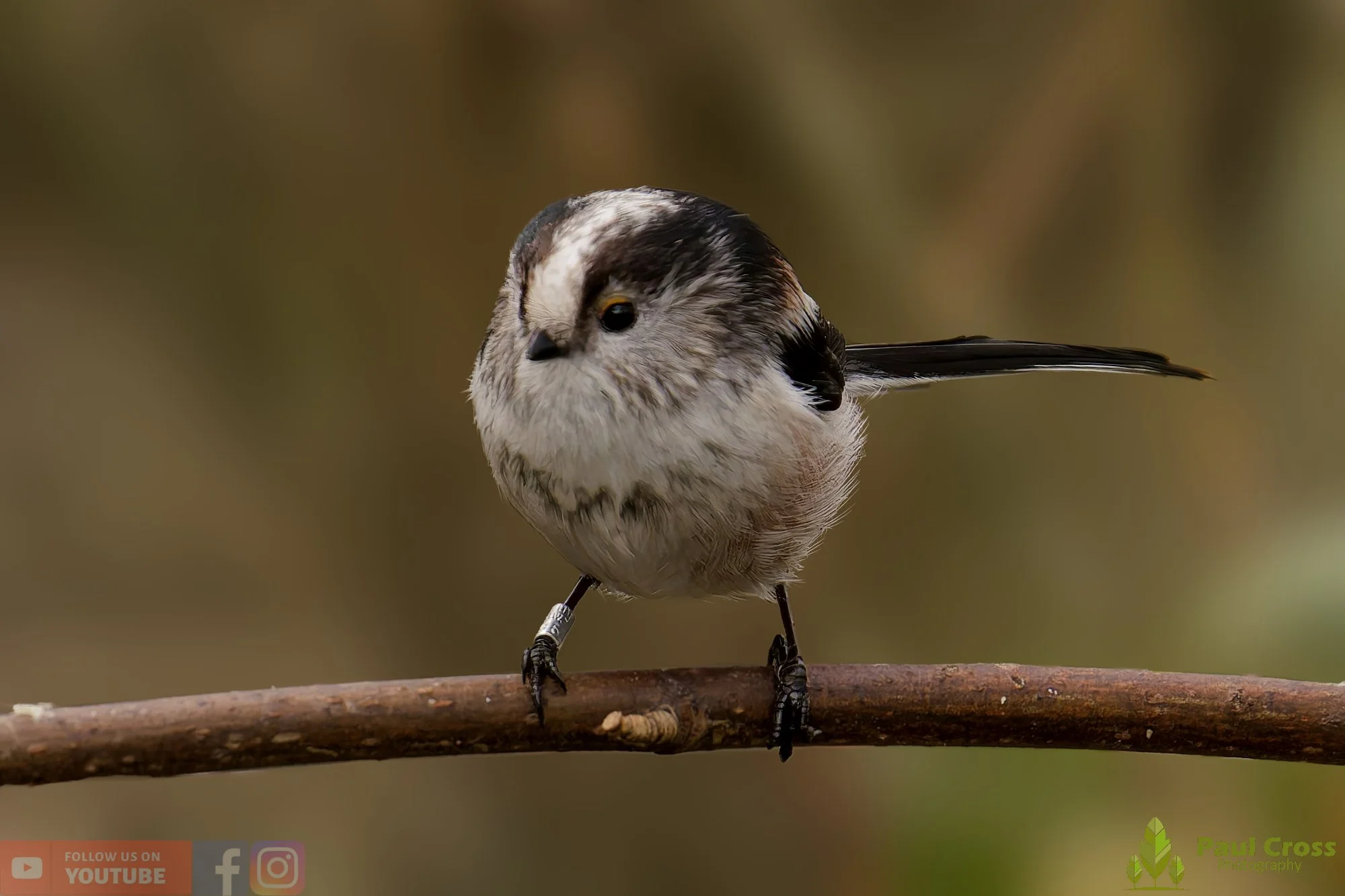 Long Tailed Tit-00329.jpg