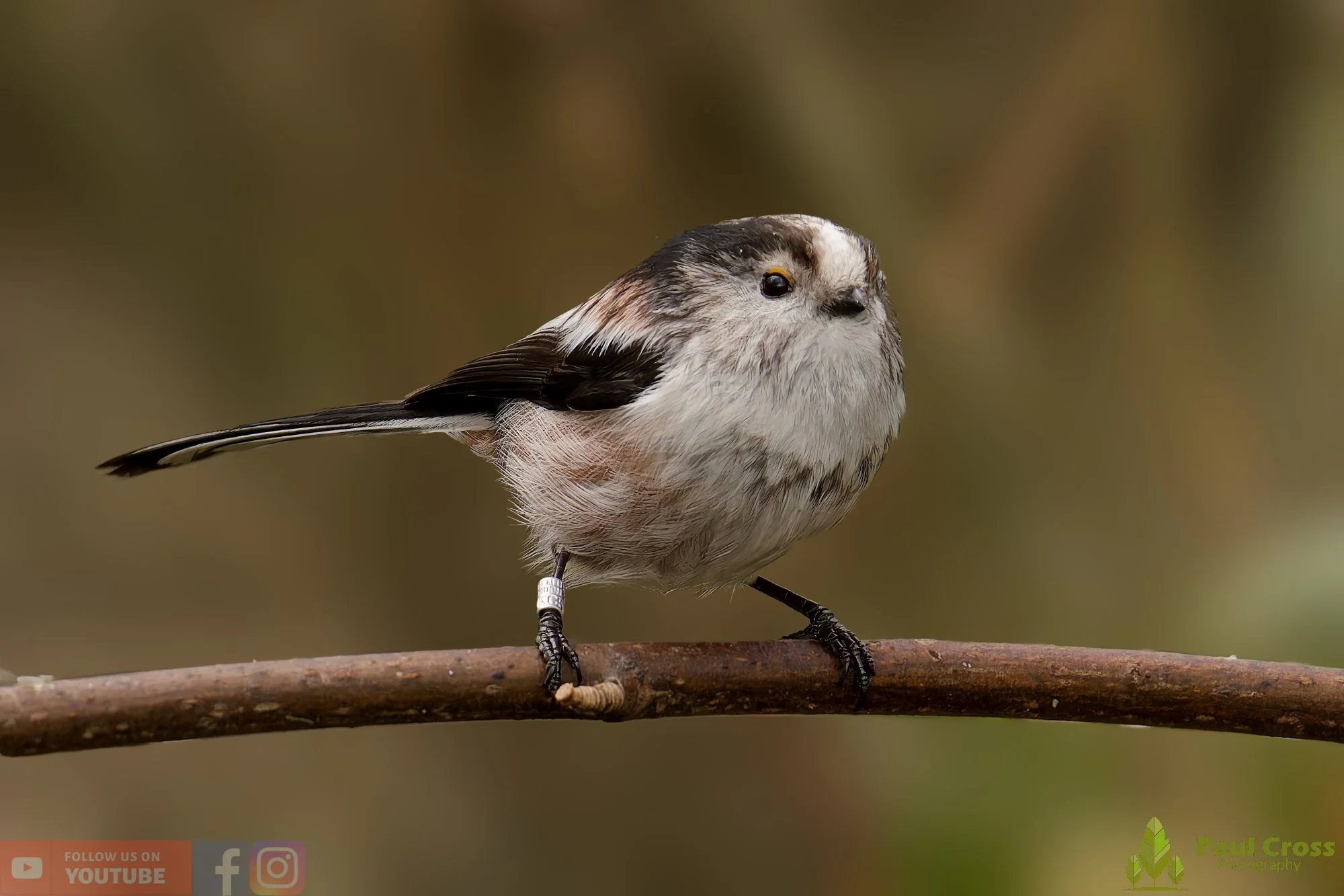 Long Tailed Tit-00330.jpg