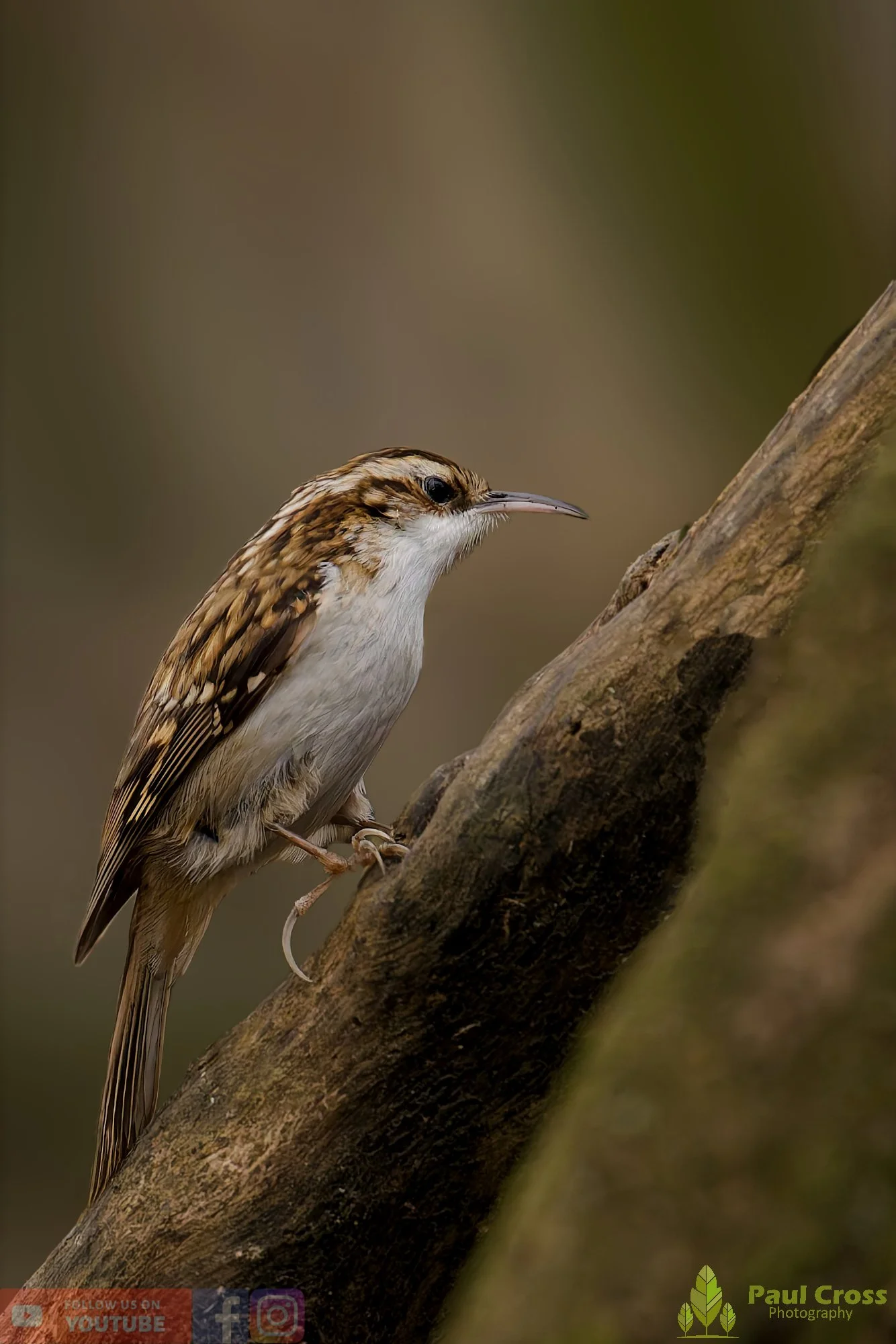 Treecreeper-00075.jpg