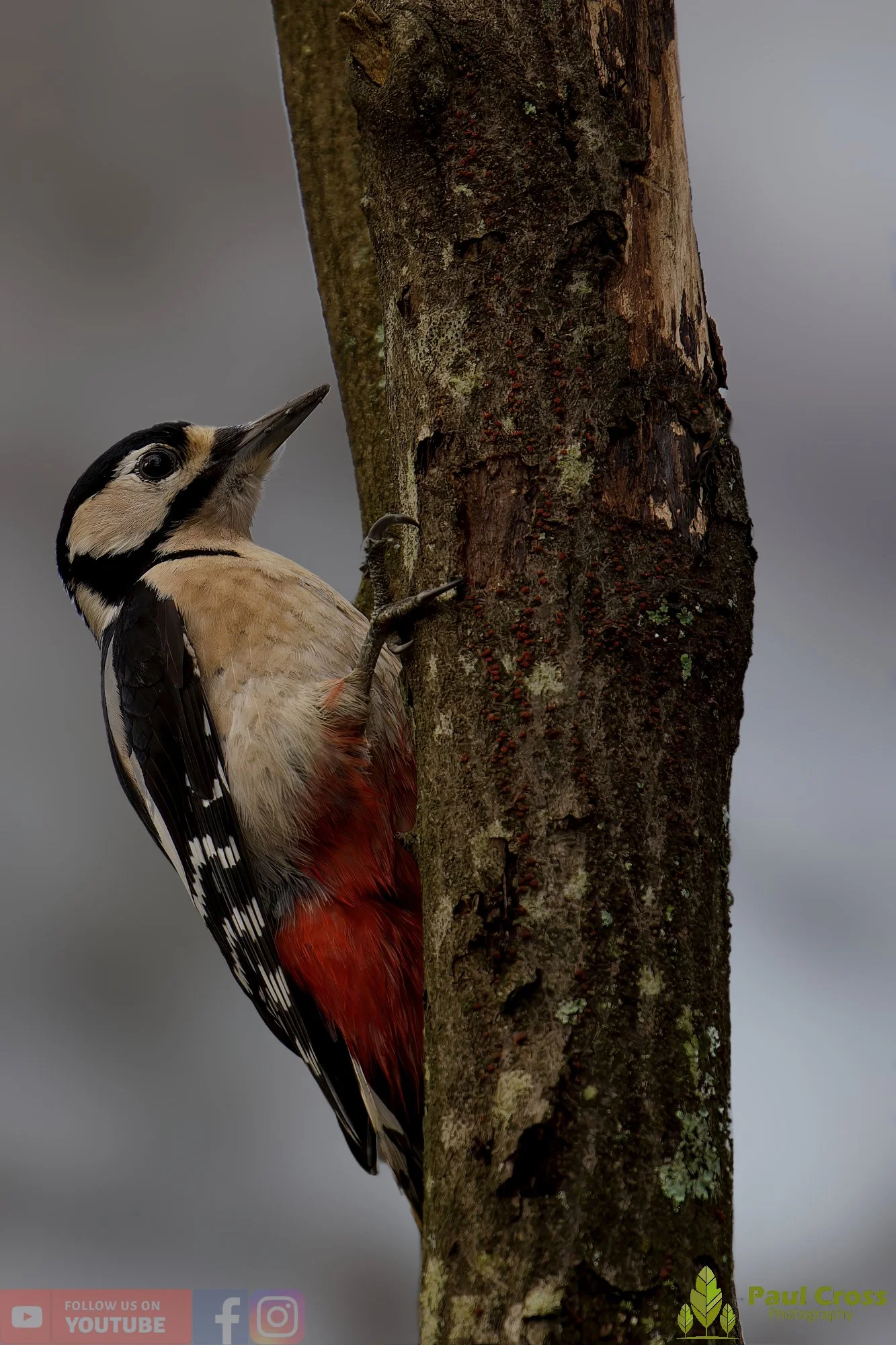 Great Spotted Woodpecker-00152.jpg