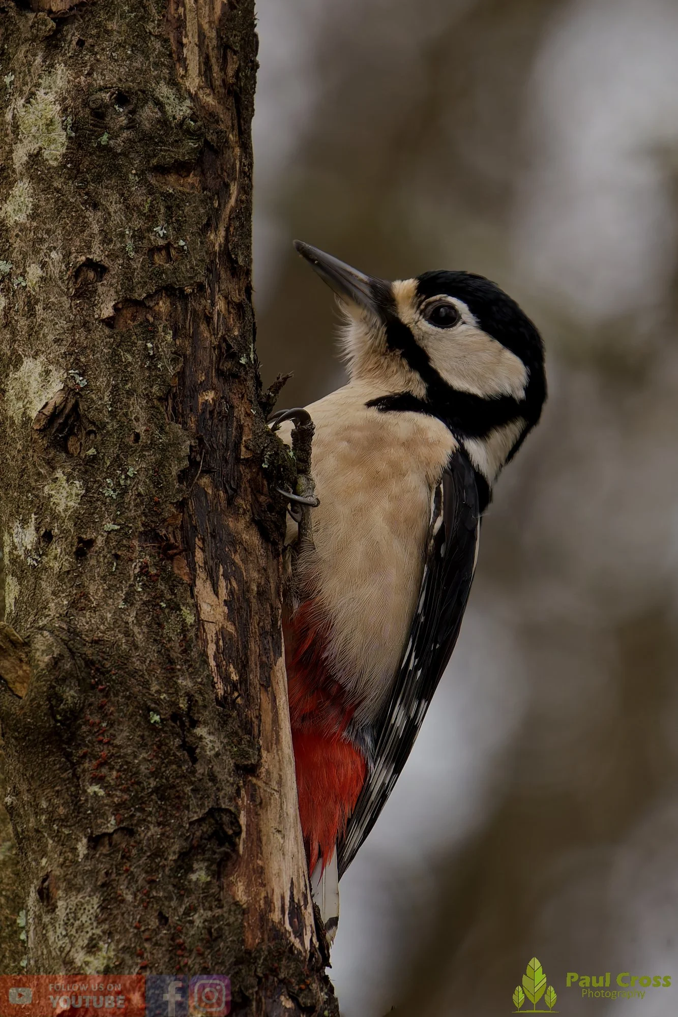 Great Spotted Woodpecker-00153.jpg