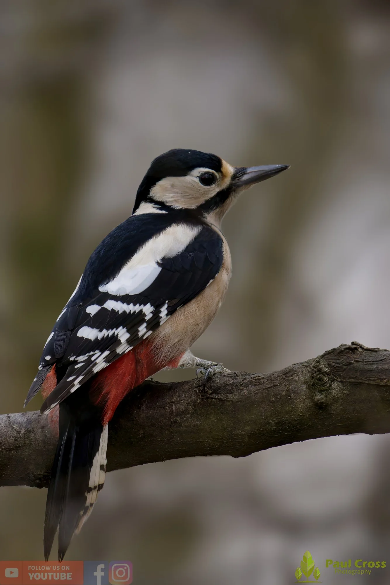 Great Spotted Woodpecker-00155.jpg