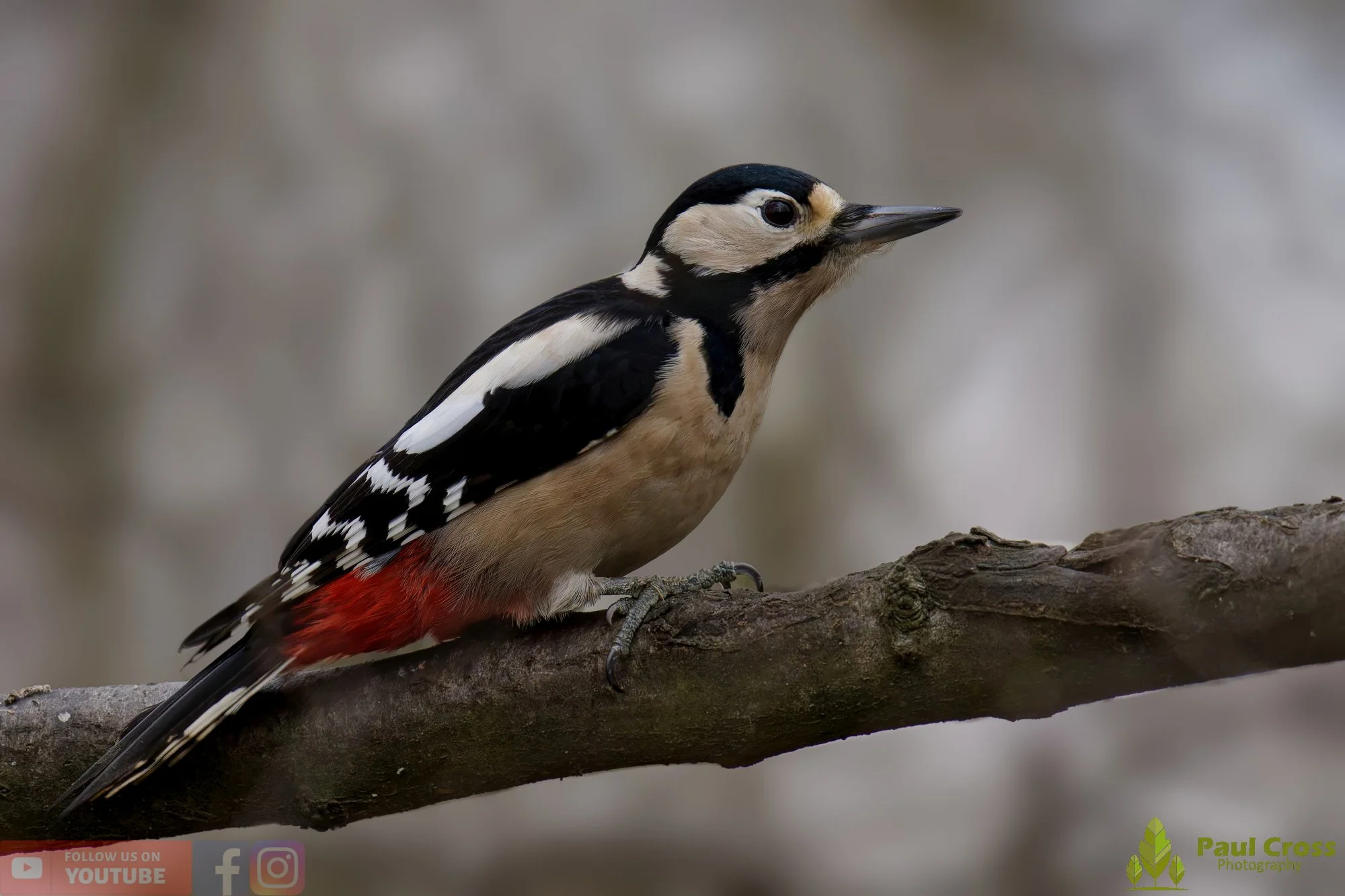 Great Spotted Woodpecker-00156.jpg
