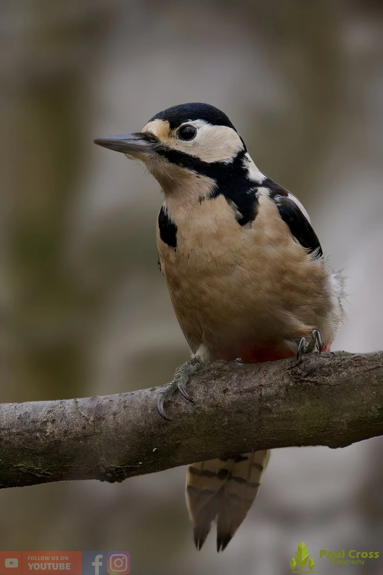 Great Spotted Woodpecker-00157.jpg