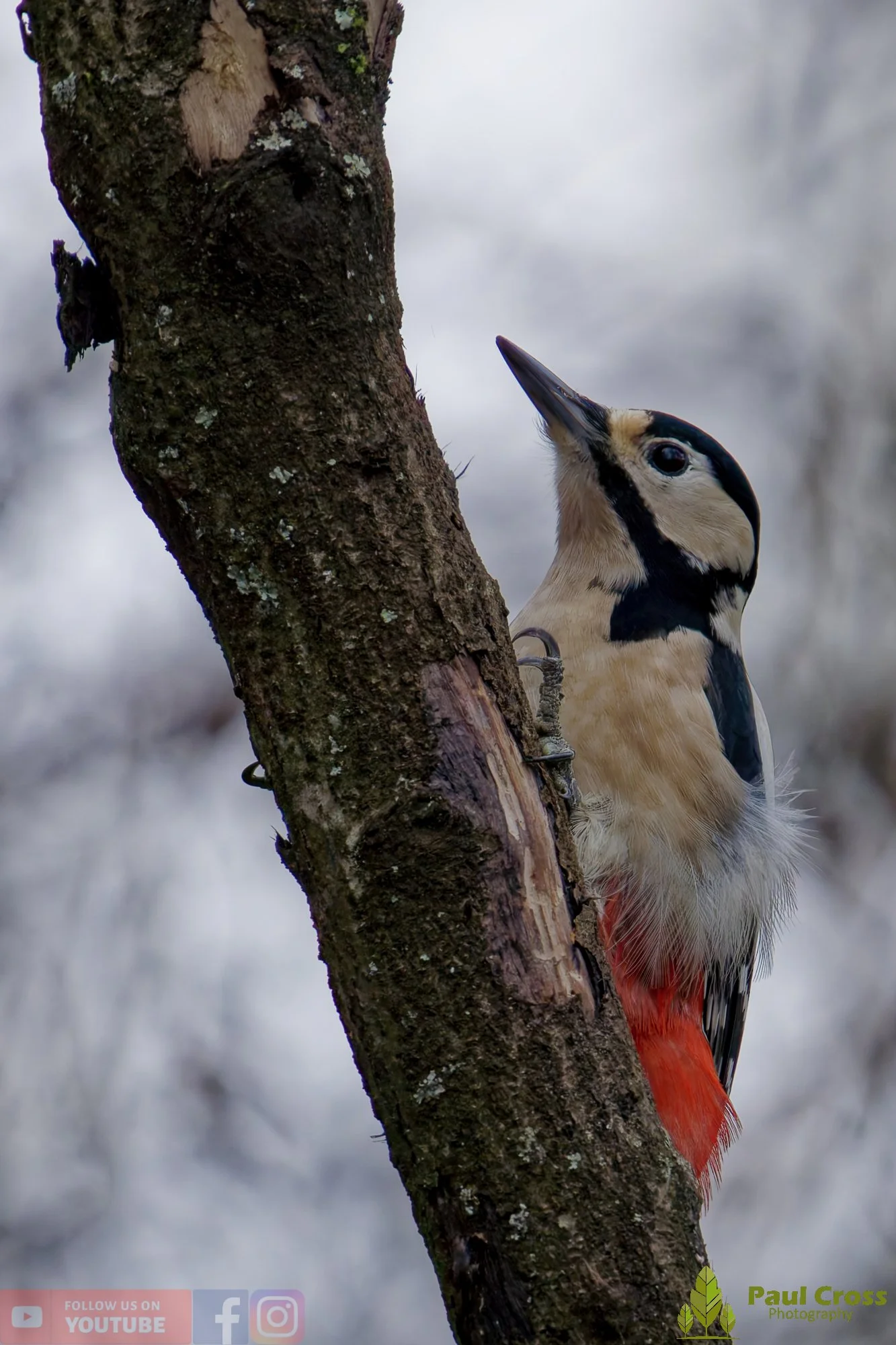 Great Spotted Woodpecker-00159.jpg