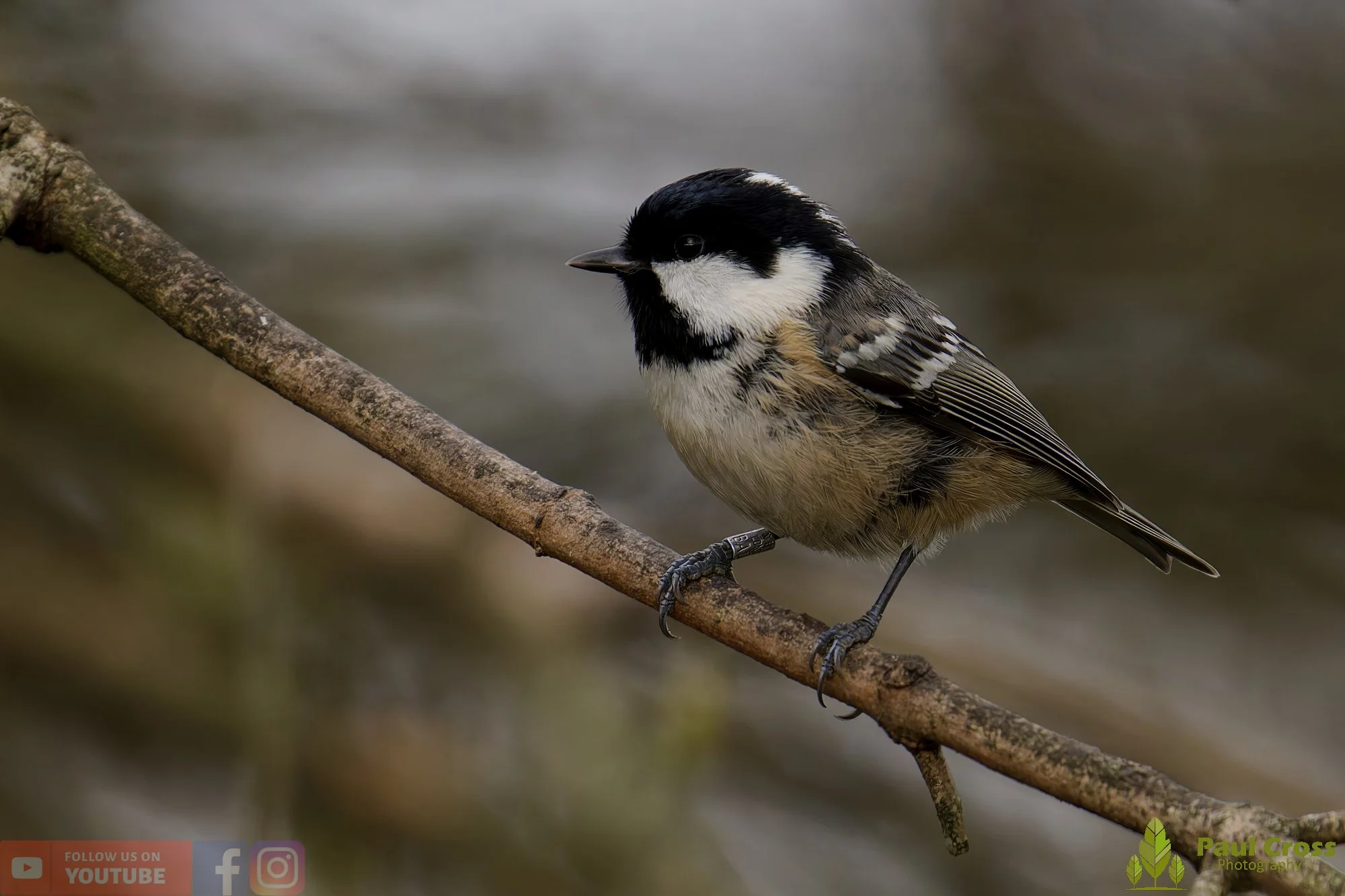 Coal Tit-00158.jpg