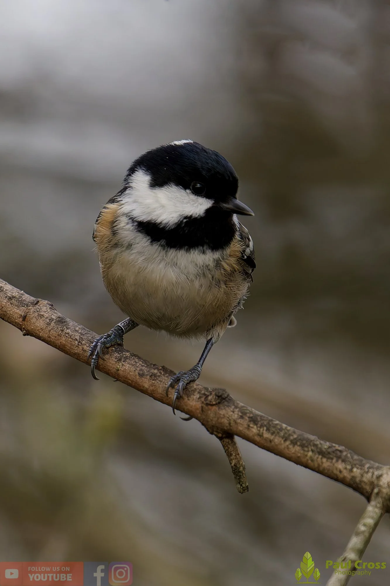 Coal Tit-00159.jpg