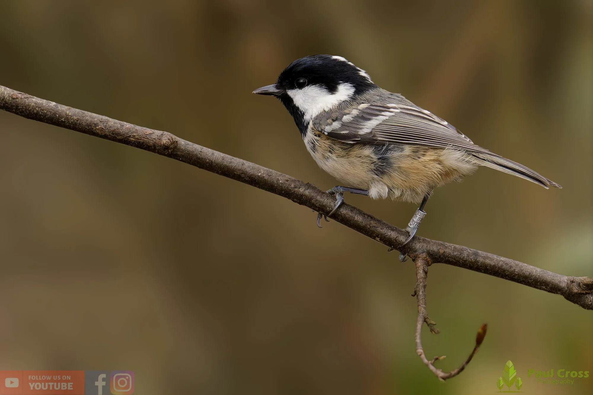 Coal Tit-00160.jpg