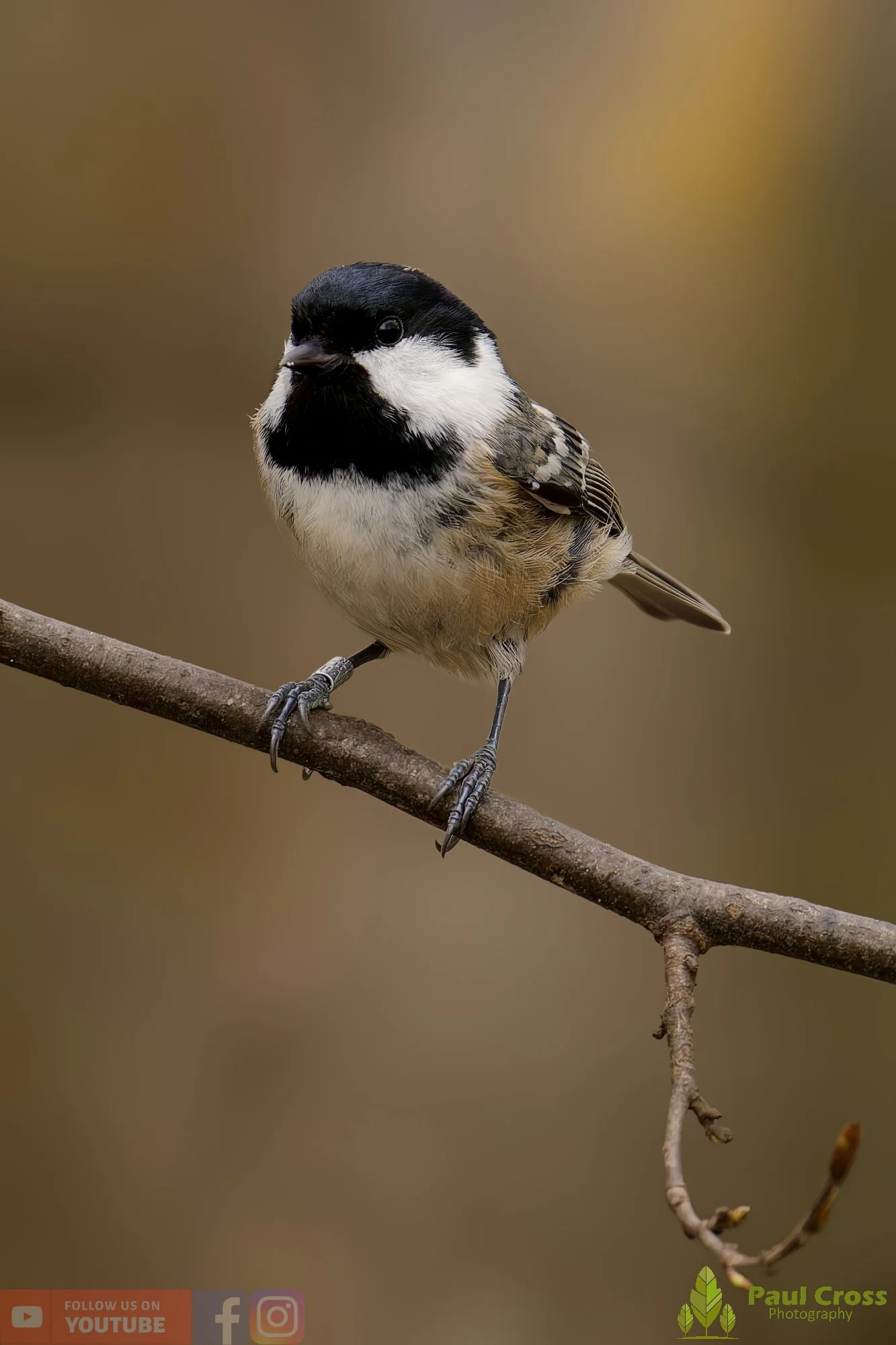Coal Tit-00161.jpg