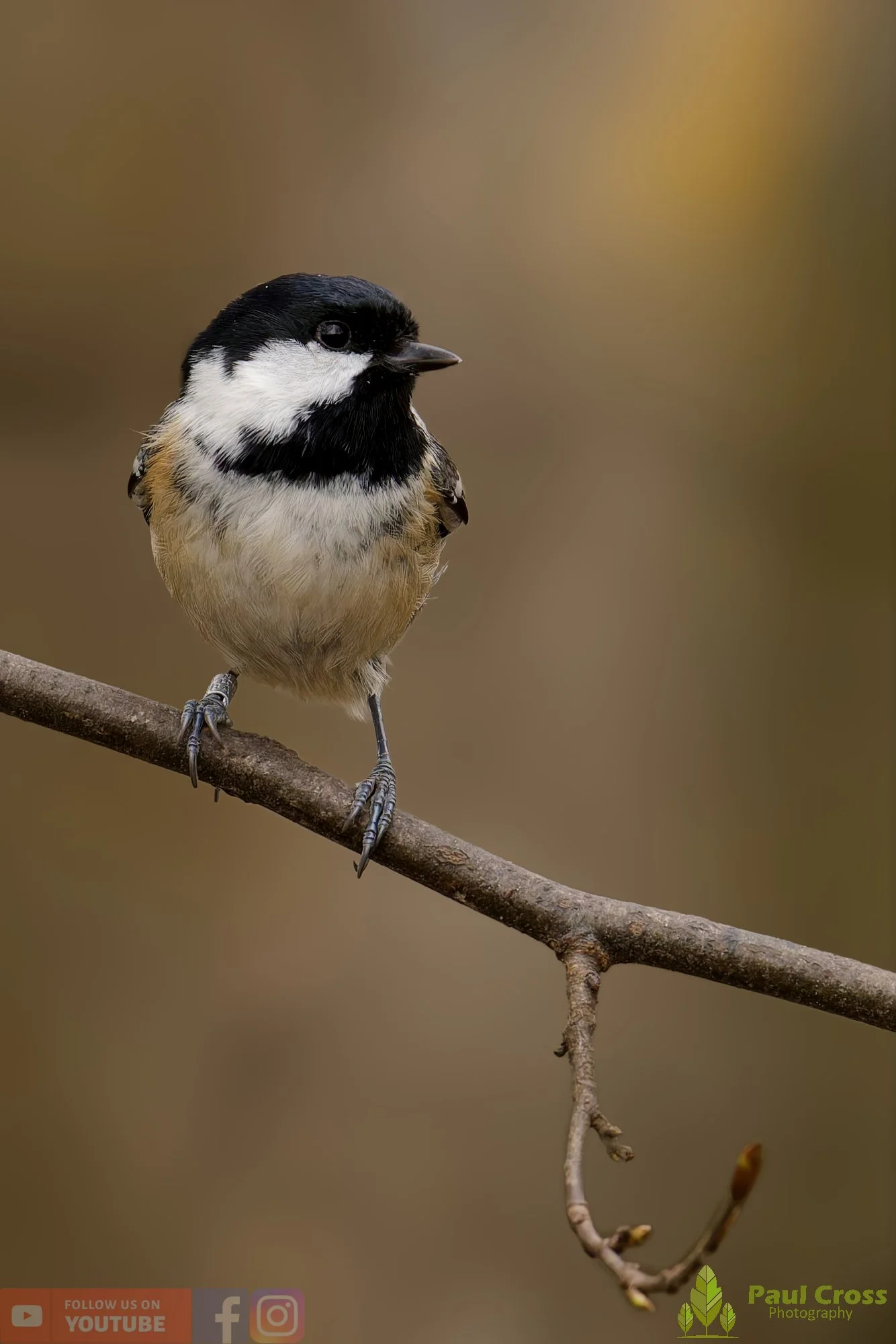 Coal Tit-00162.jpg