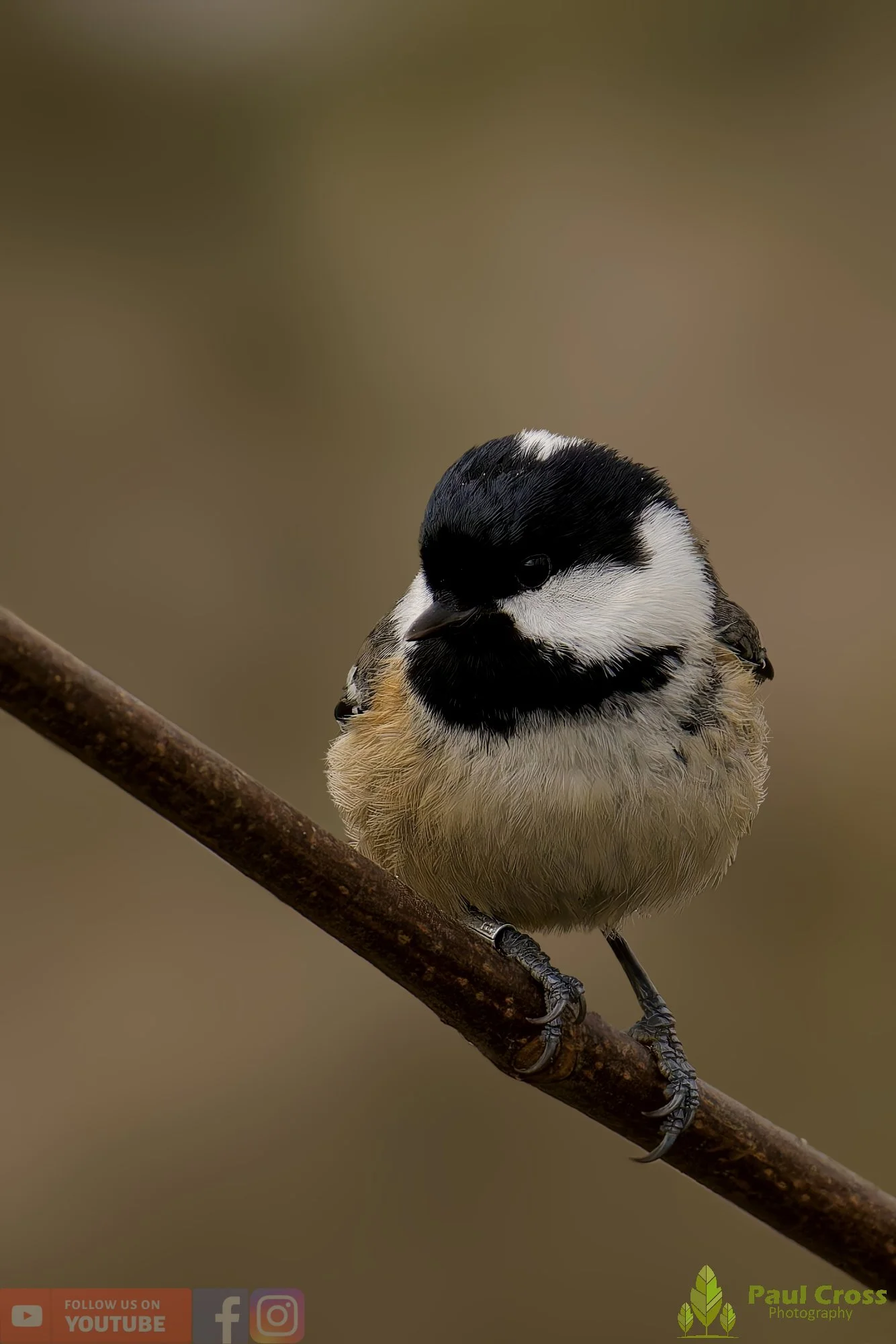 Coal Tit-00164.jpg
