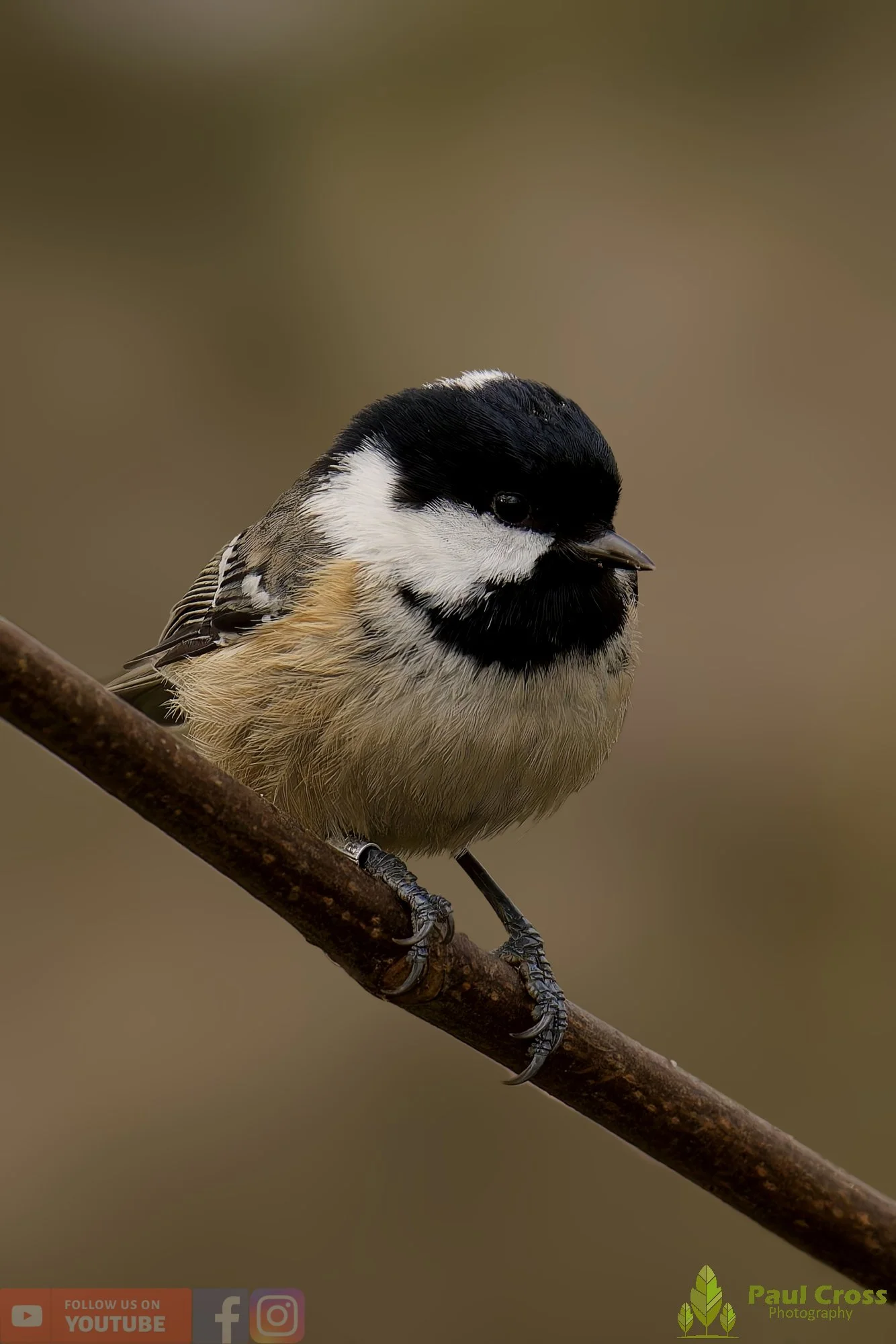 Coal Tit-00165.jpg