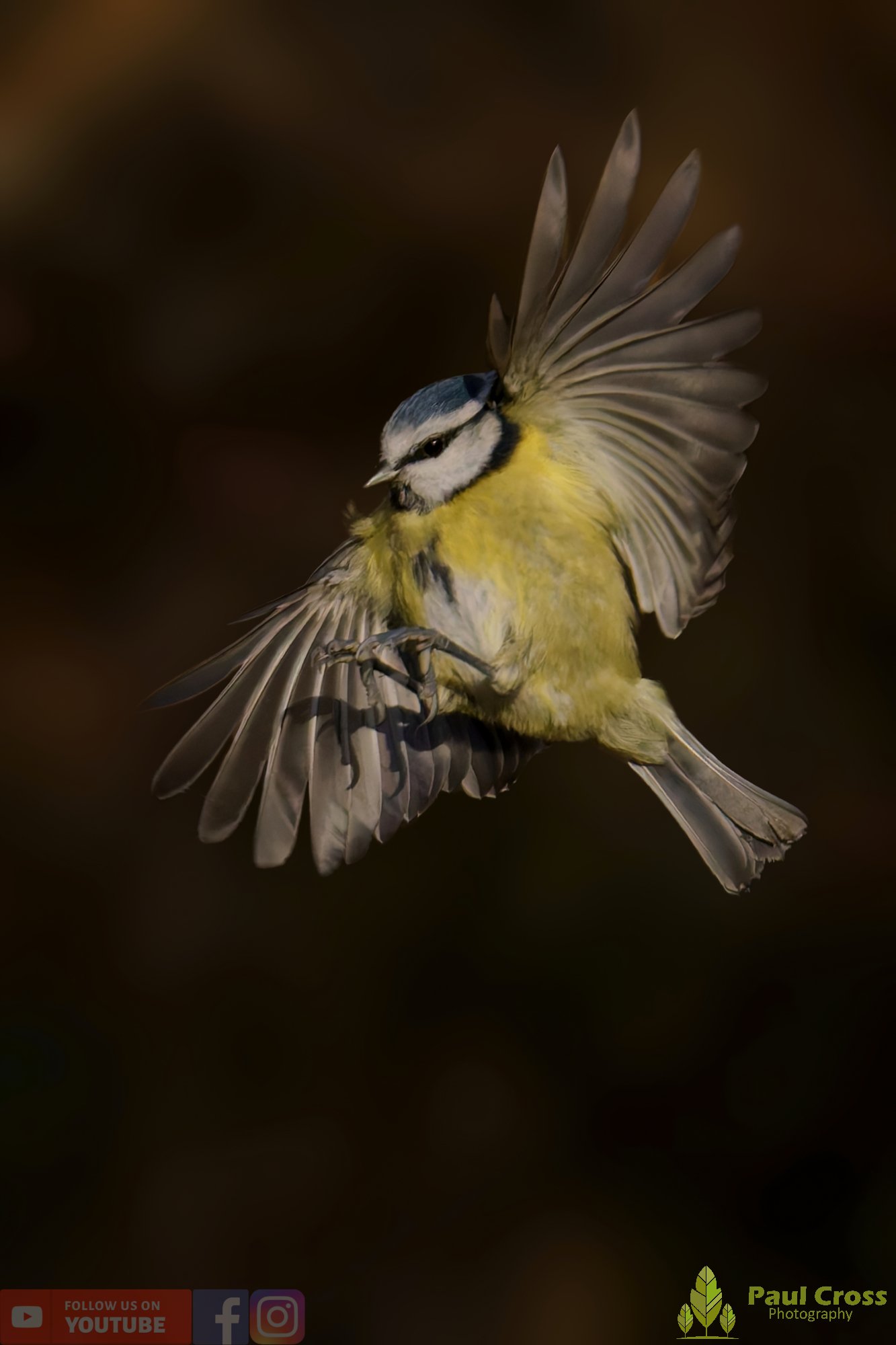 Blue Tit-01039.jpg
