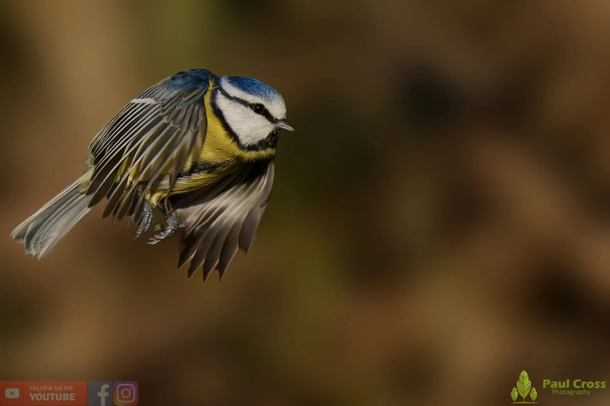 Blue Tit-01040.jpg